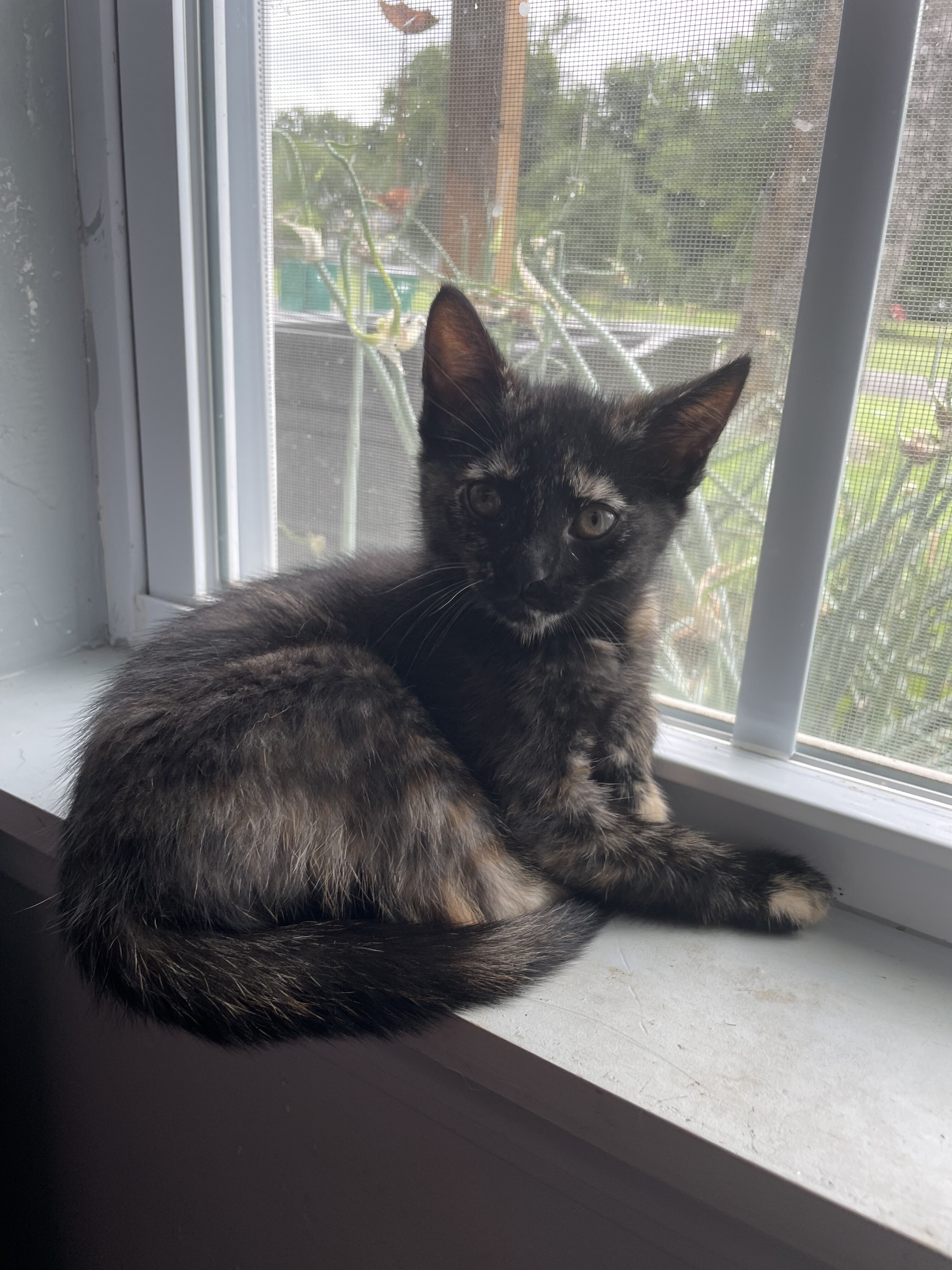 Kittens image 2