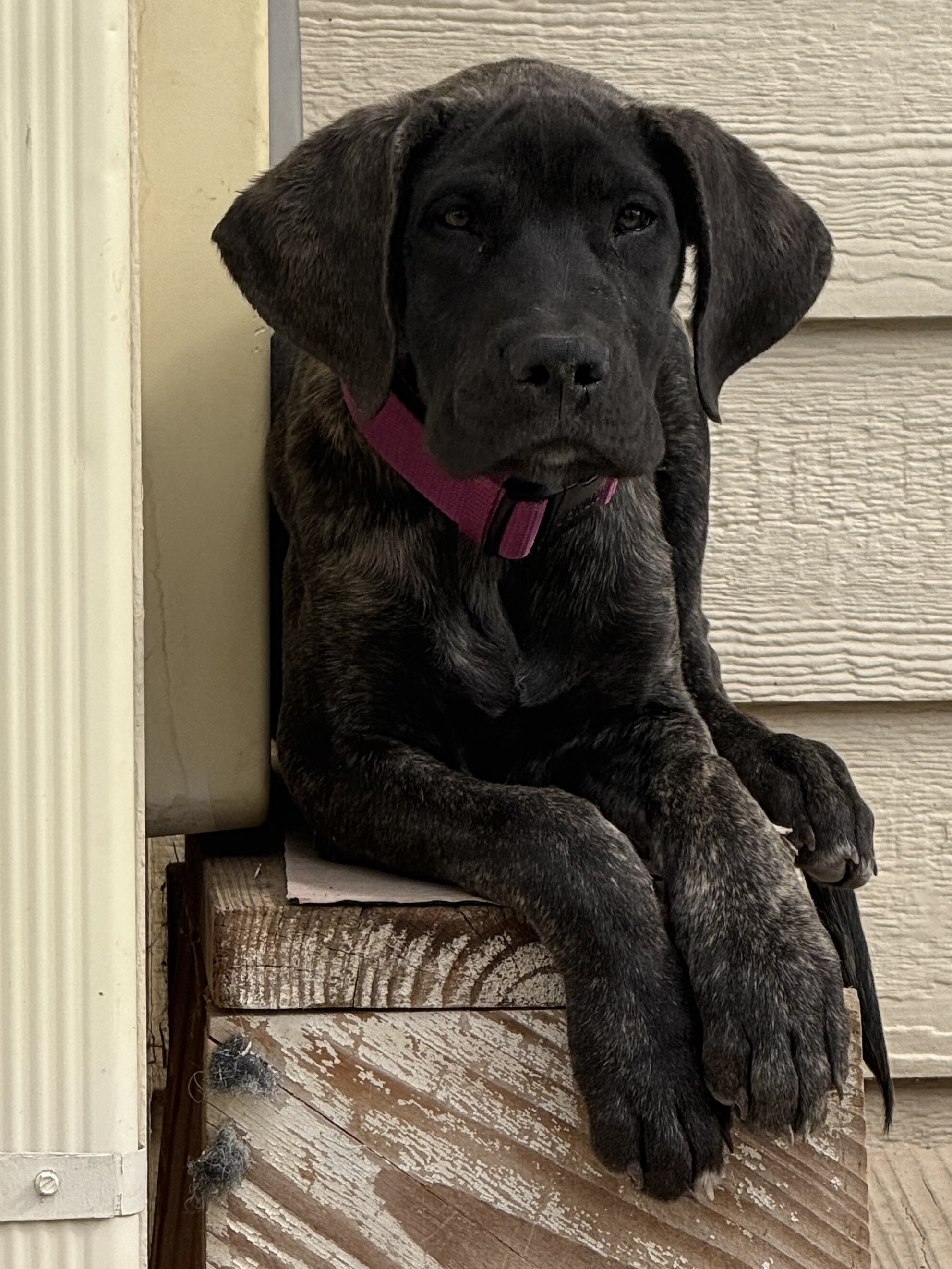 Daniff puppy needing loving home image 1