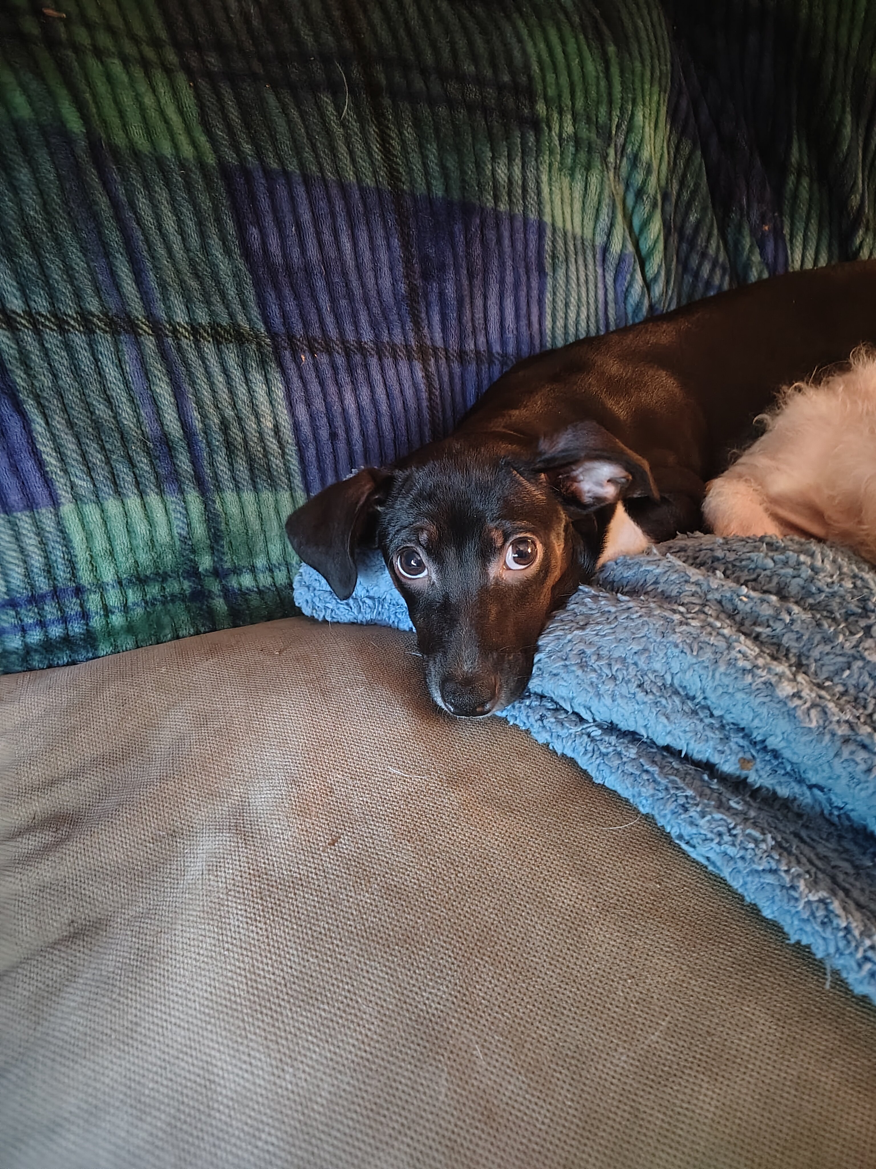 Precious pups needing a home... image 6