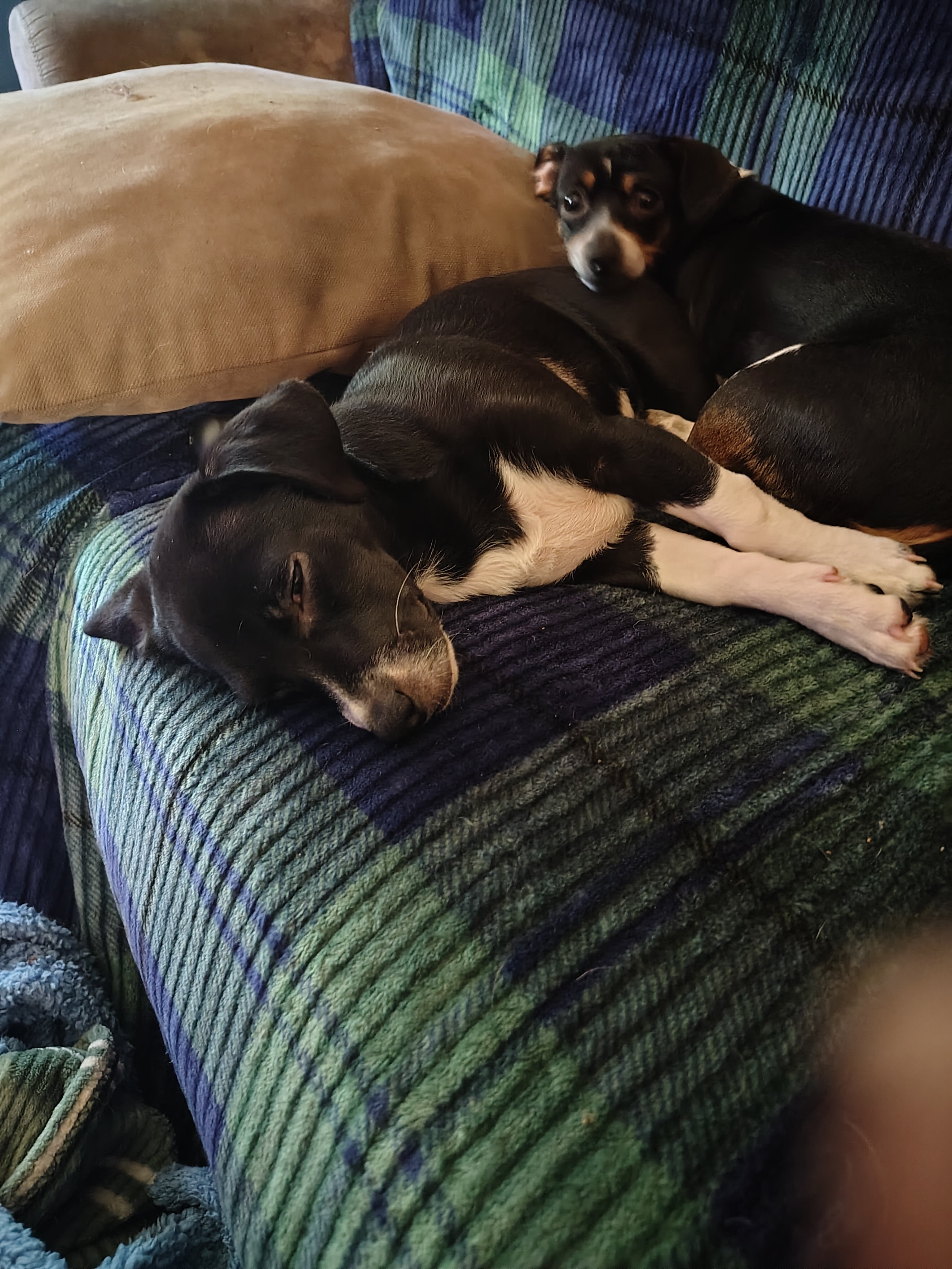 Precious pups needing a home... image 5