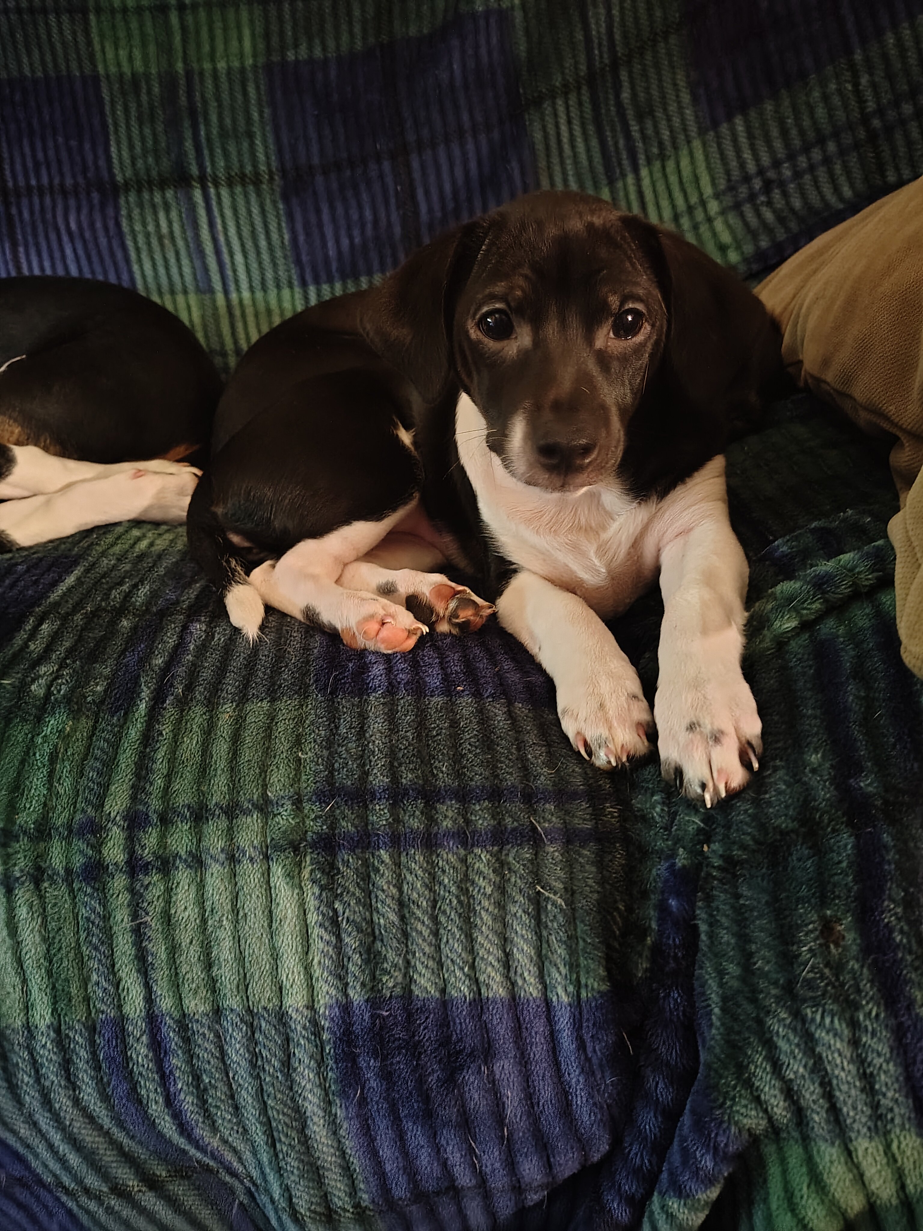 Precious pups needing a home... image 1