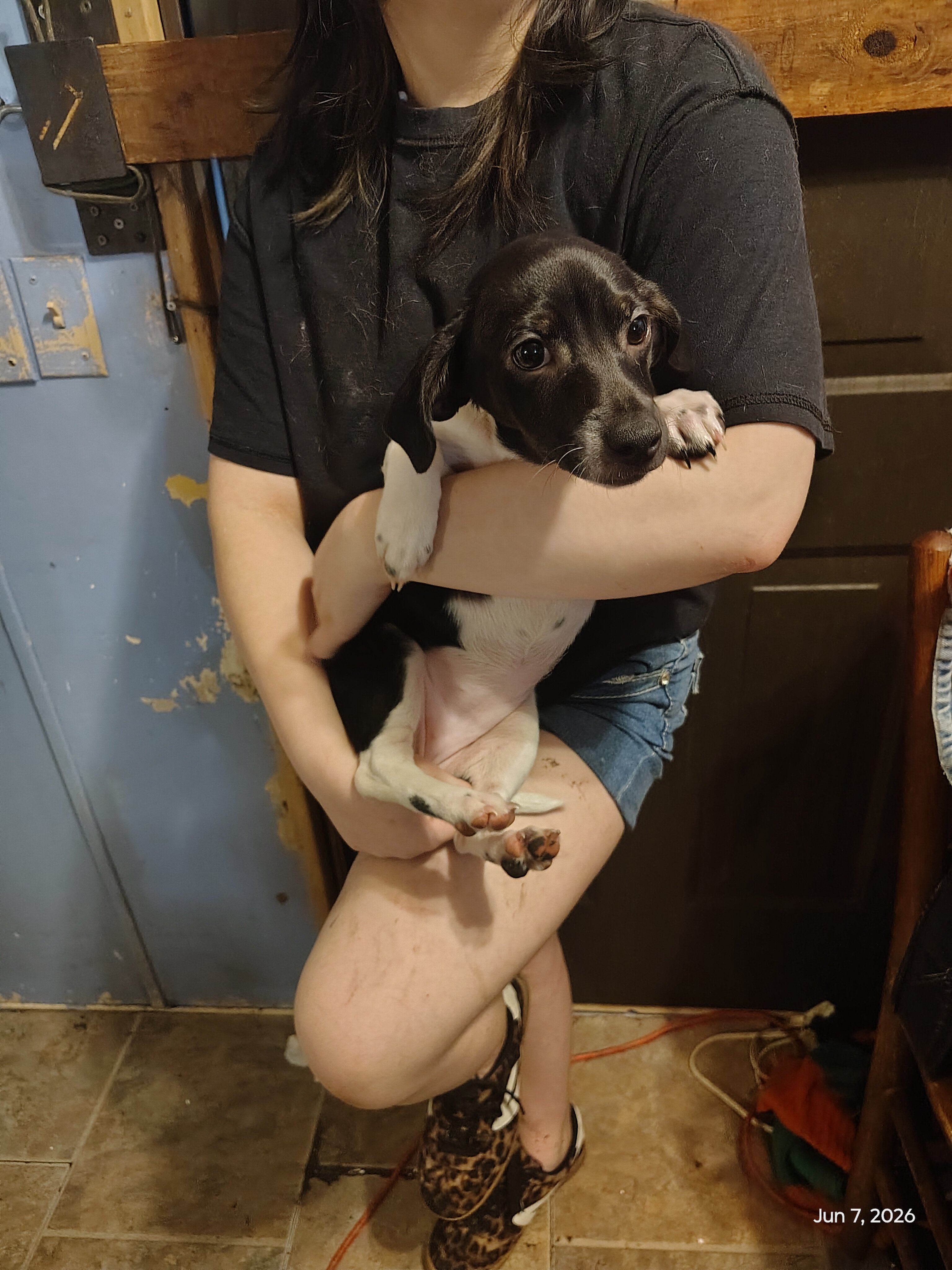 Precious pups needing a home... image 4