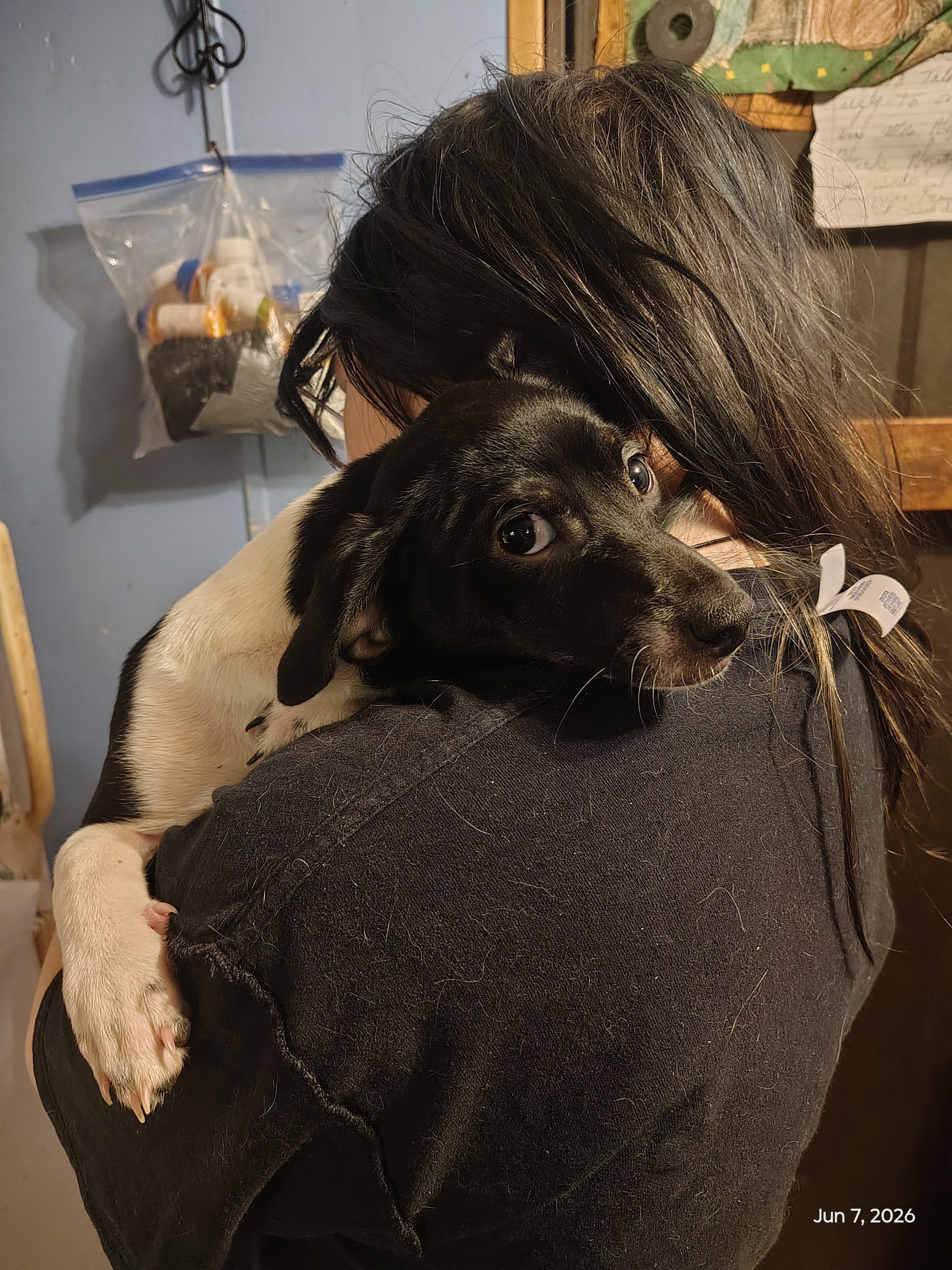Precious pups needing a home... image 3