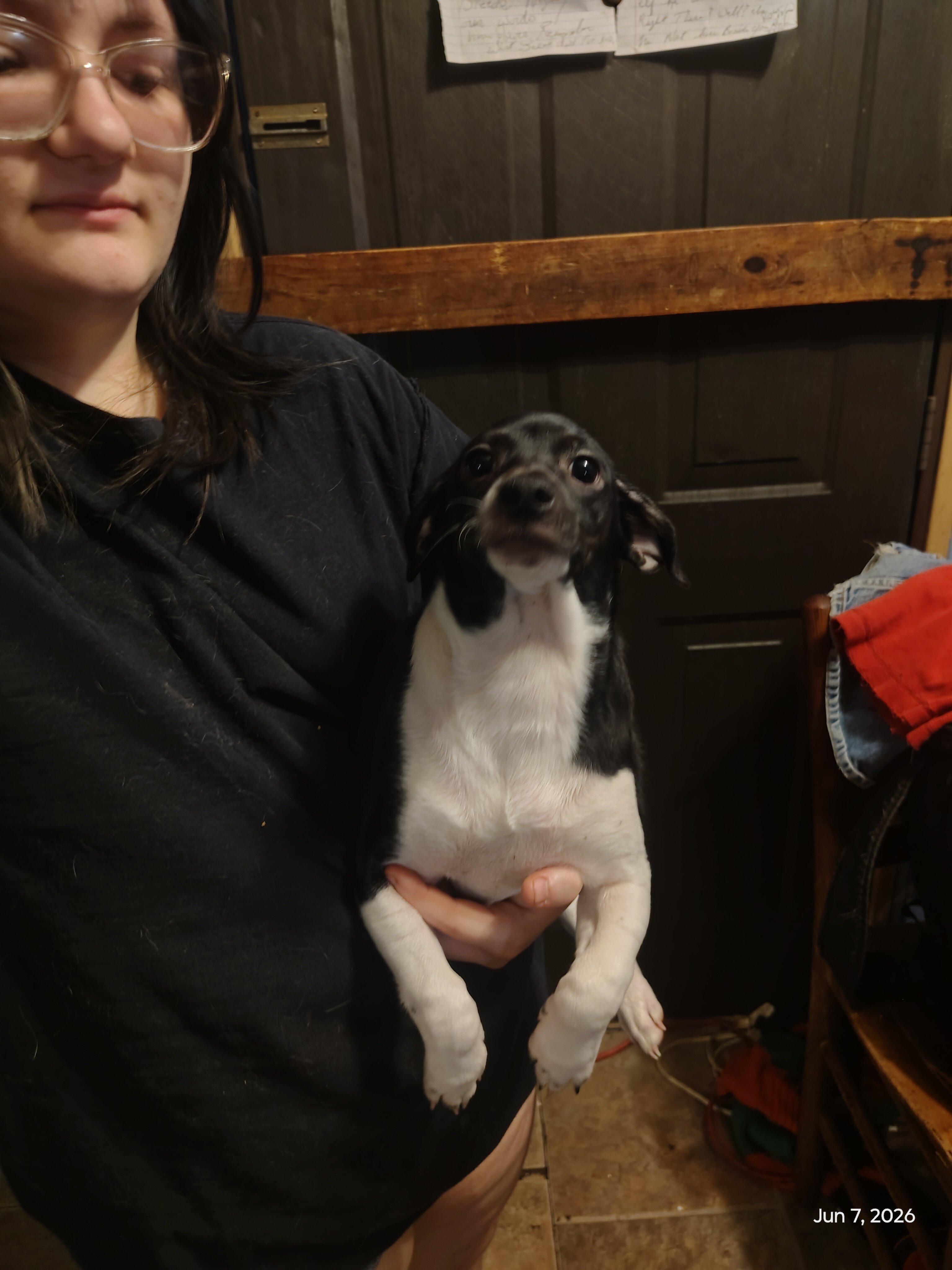 Precious pups needing a home... image 2
