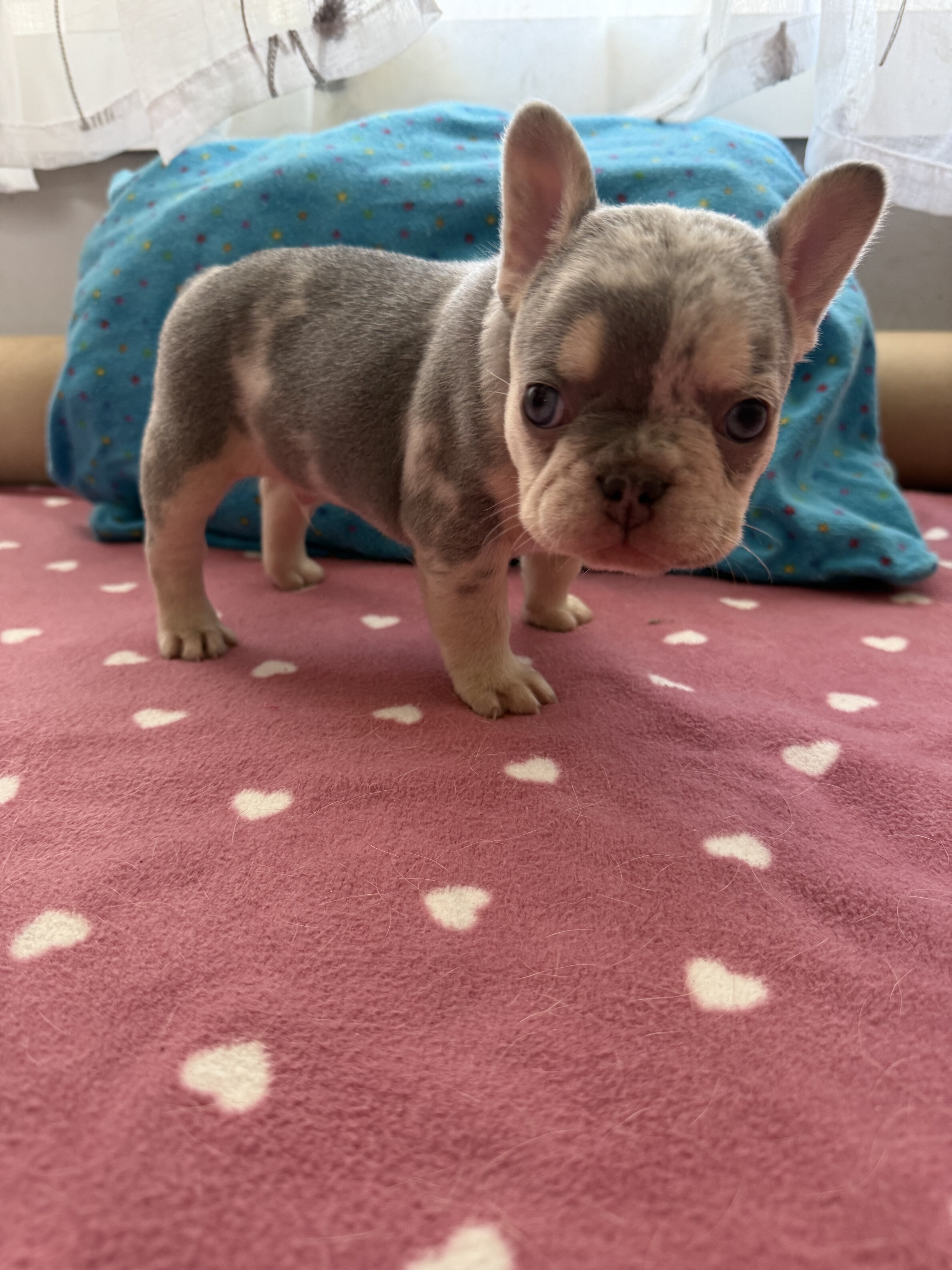 French bulldog male #1 image 1