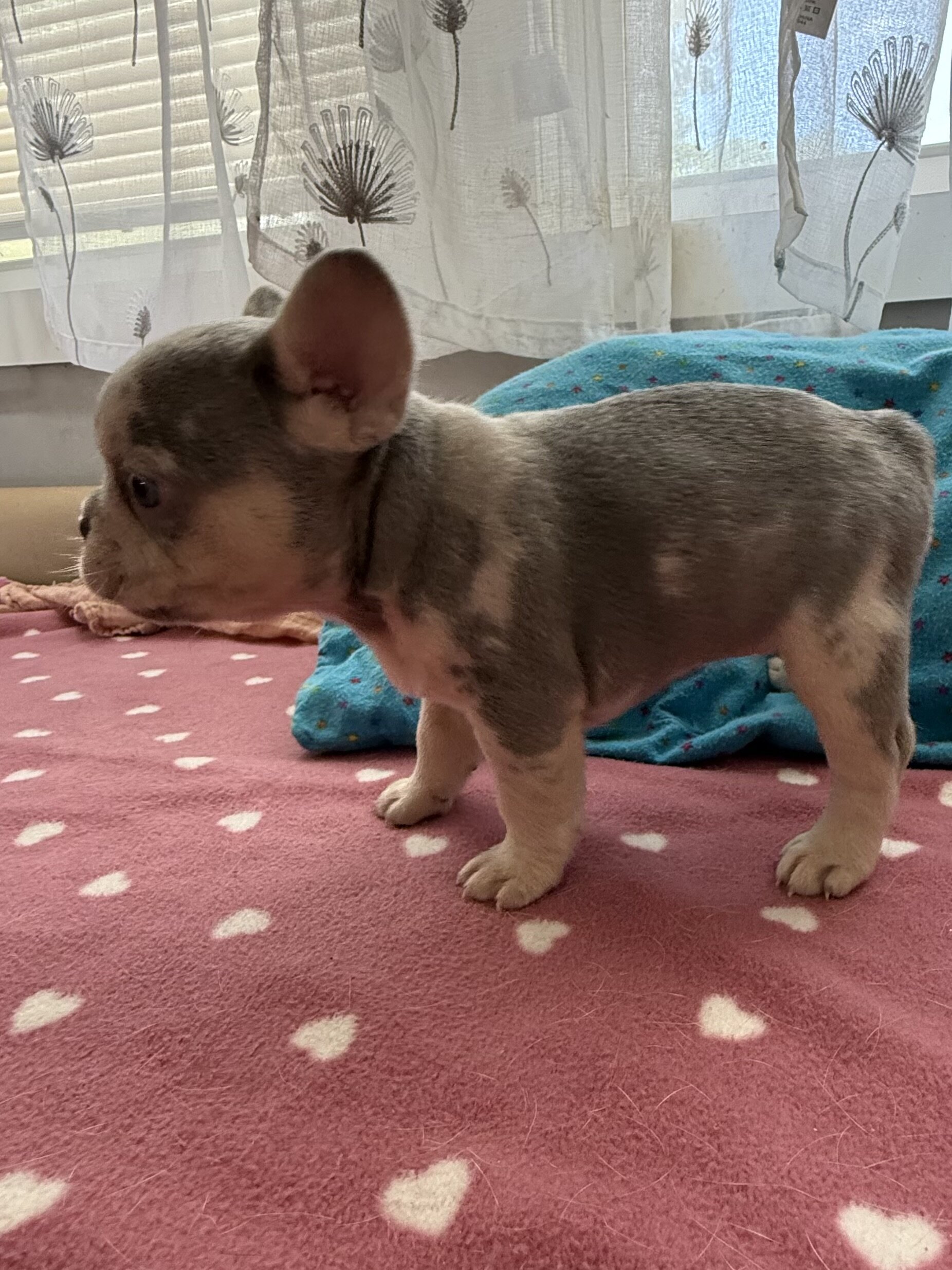 French bulldog male #1 image 4