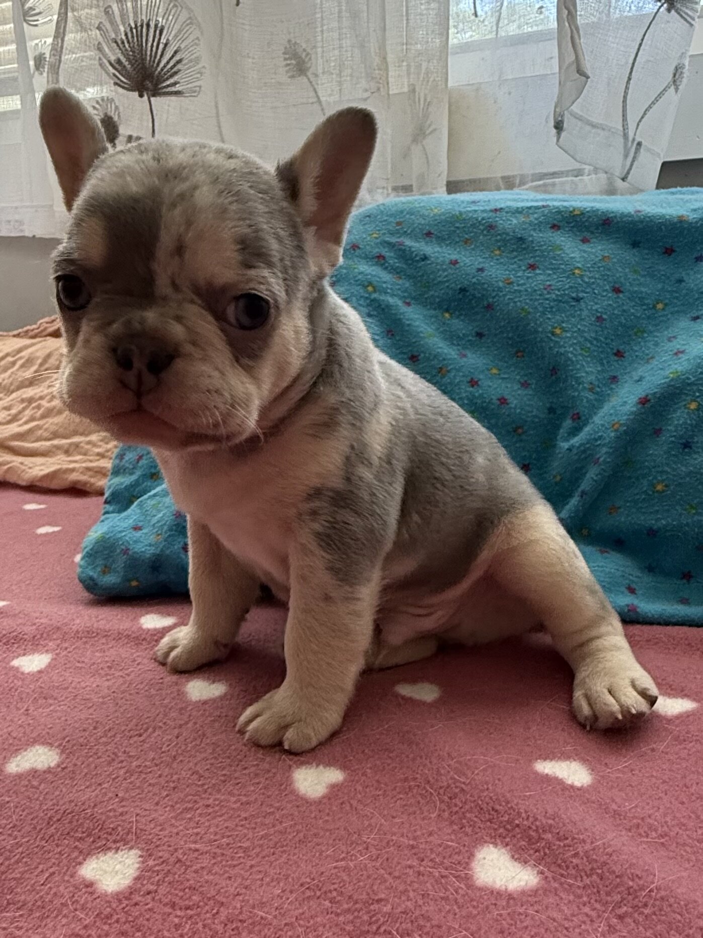 French bulldog male #1 image 2