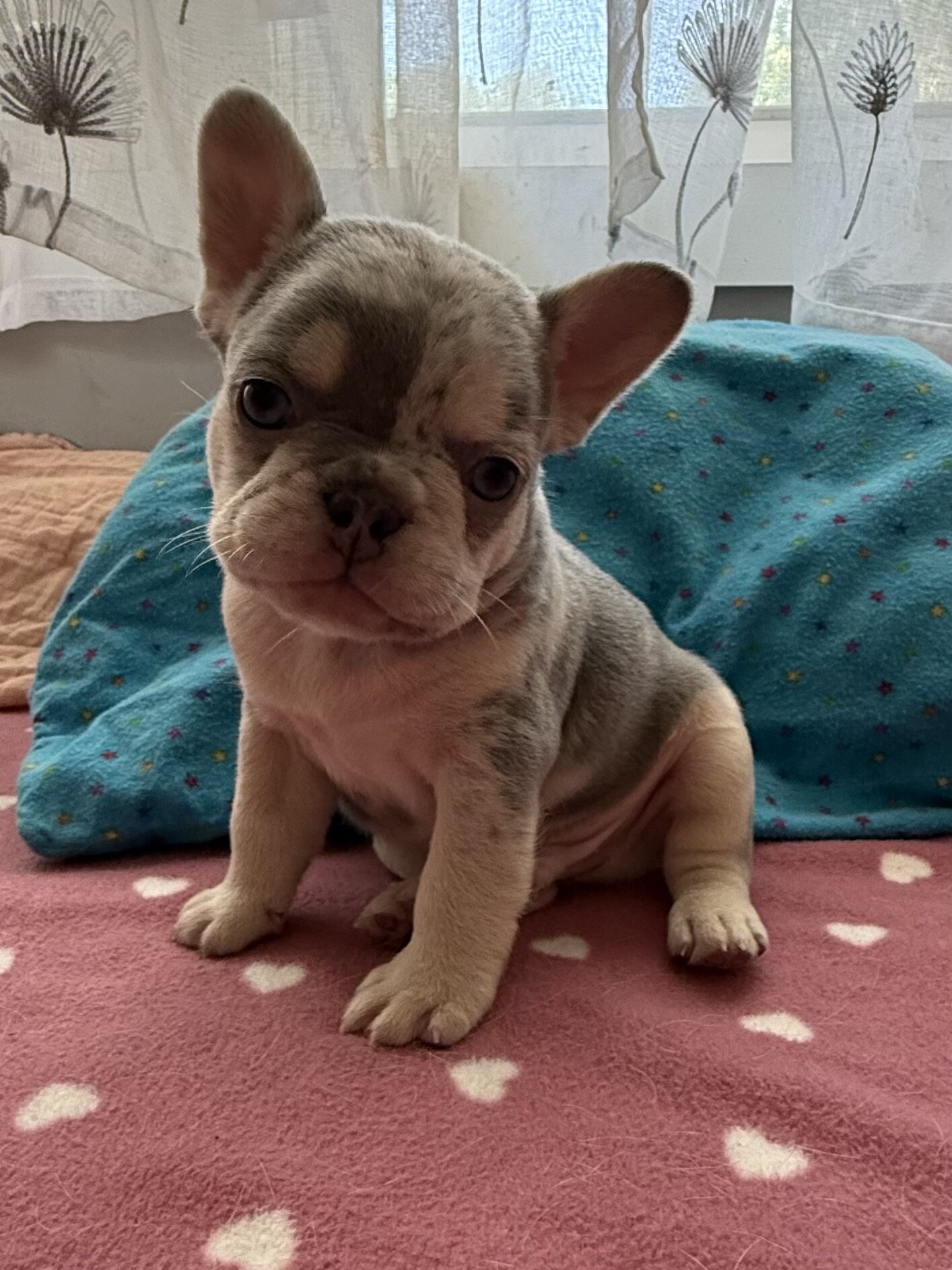 French bulldog male #1 image 3