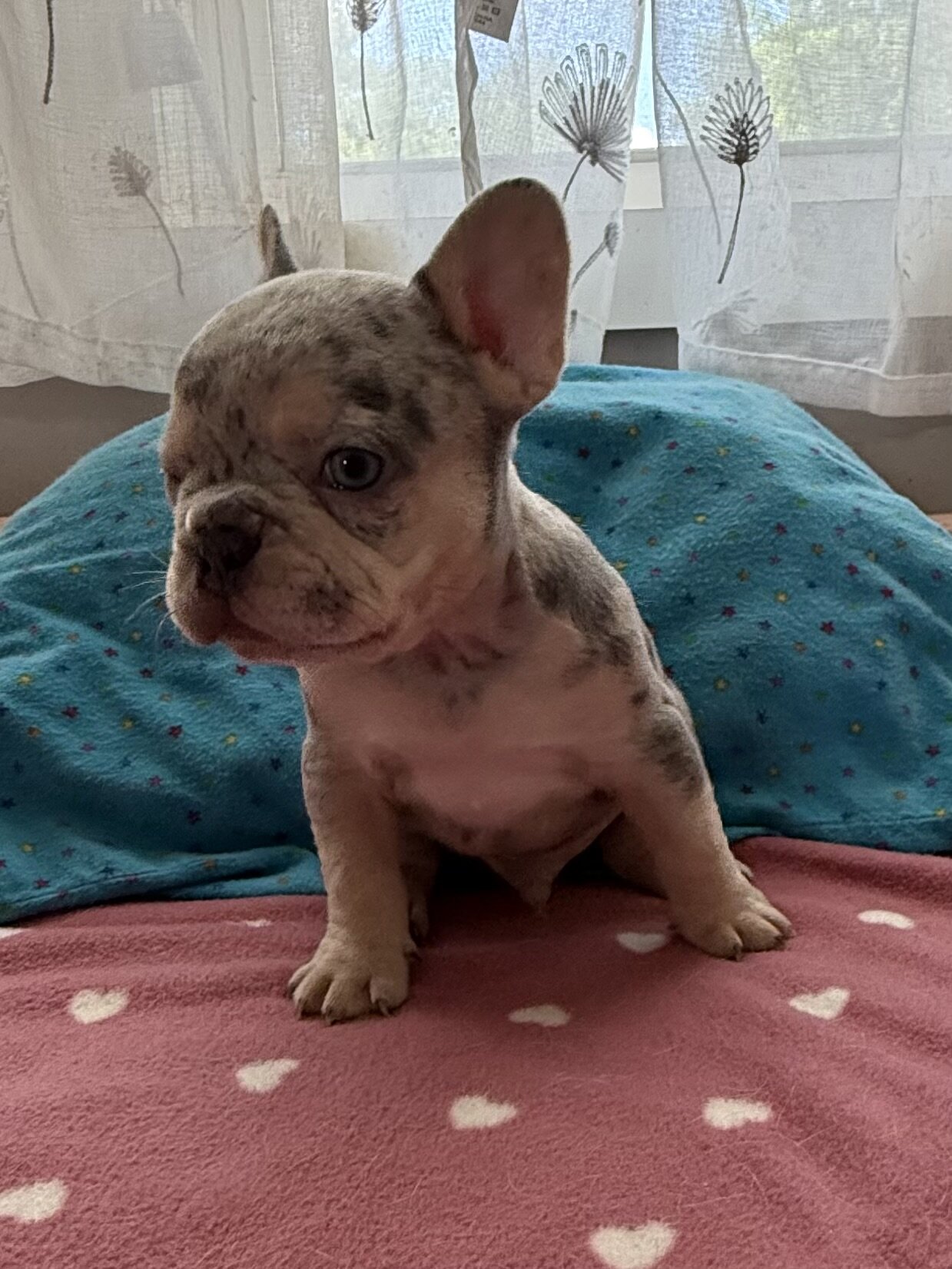 Frenchie male #2 image 3