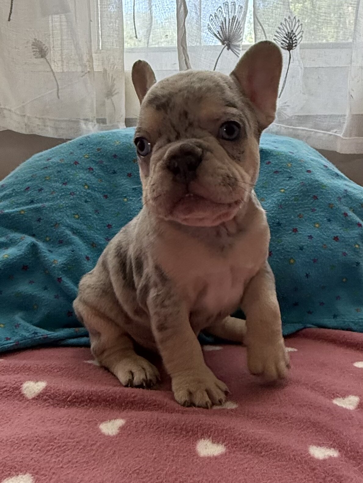 Frenchie male #2 image 2