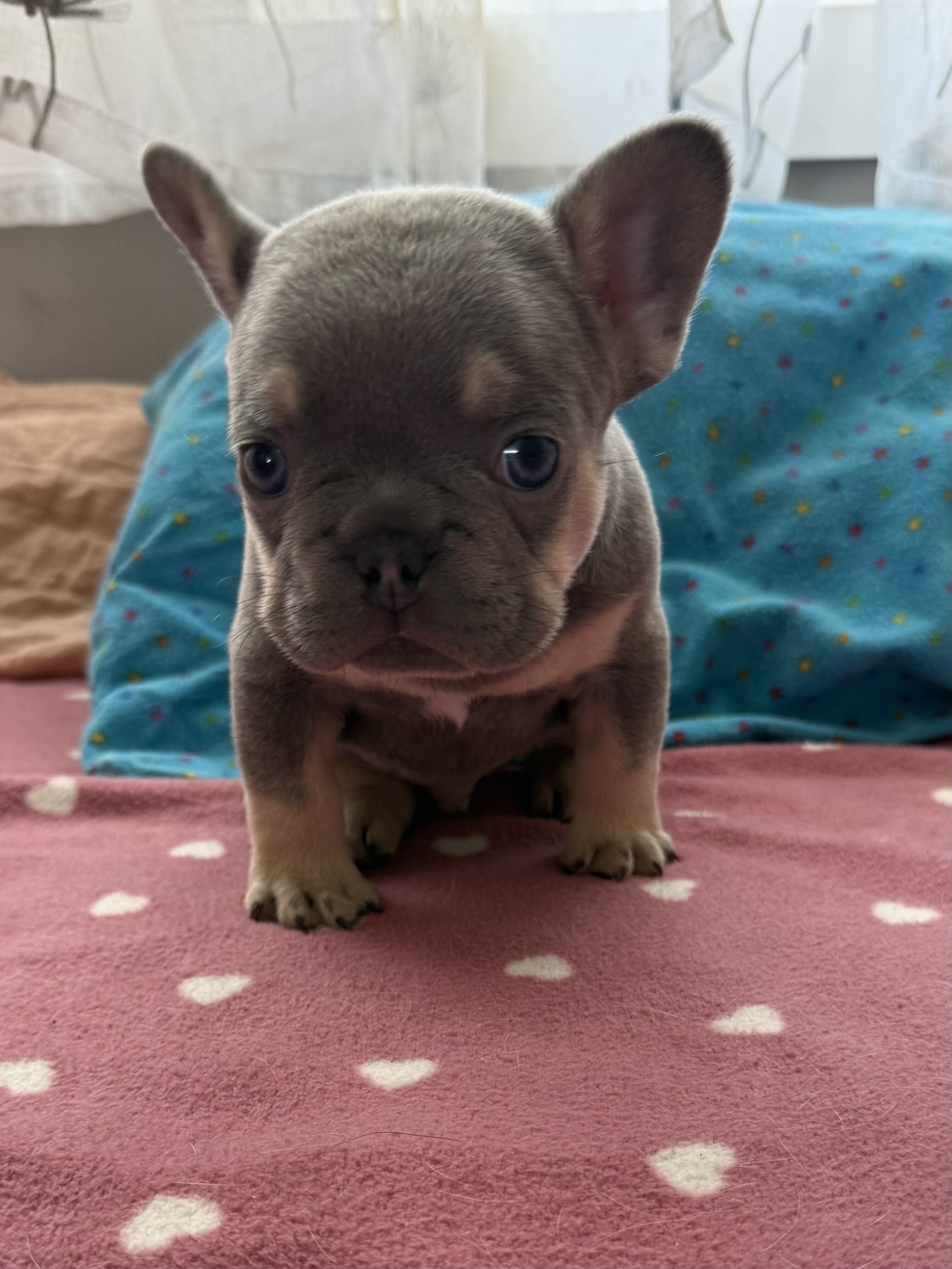 French bulldog #3 male image 1