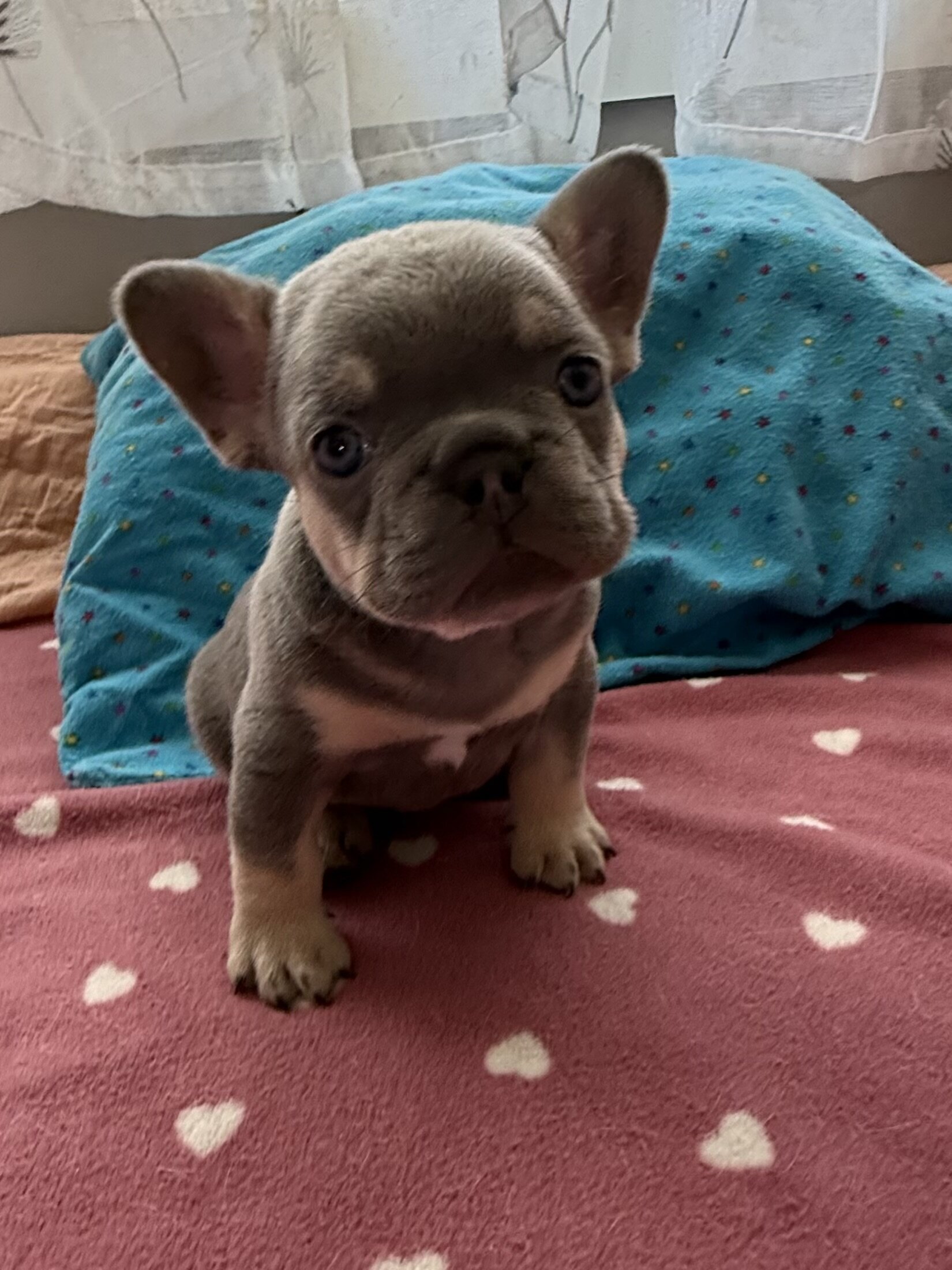 French bulldog #3 male image 2