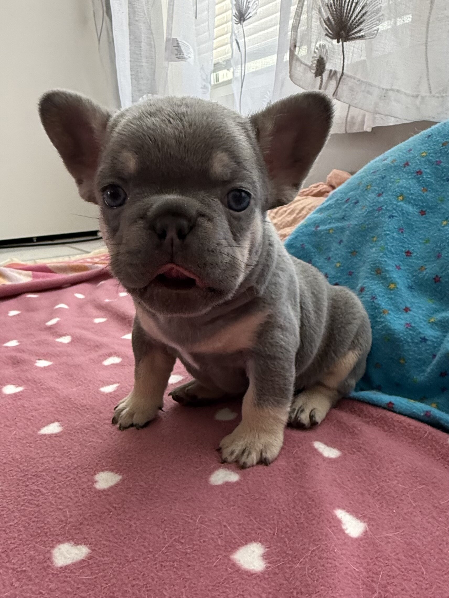 French bulldog #3 male image 3