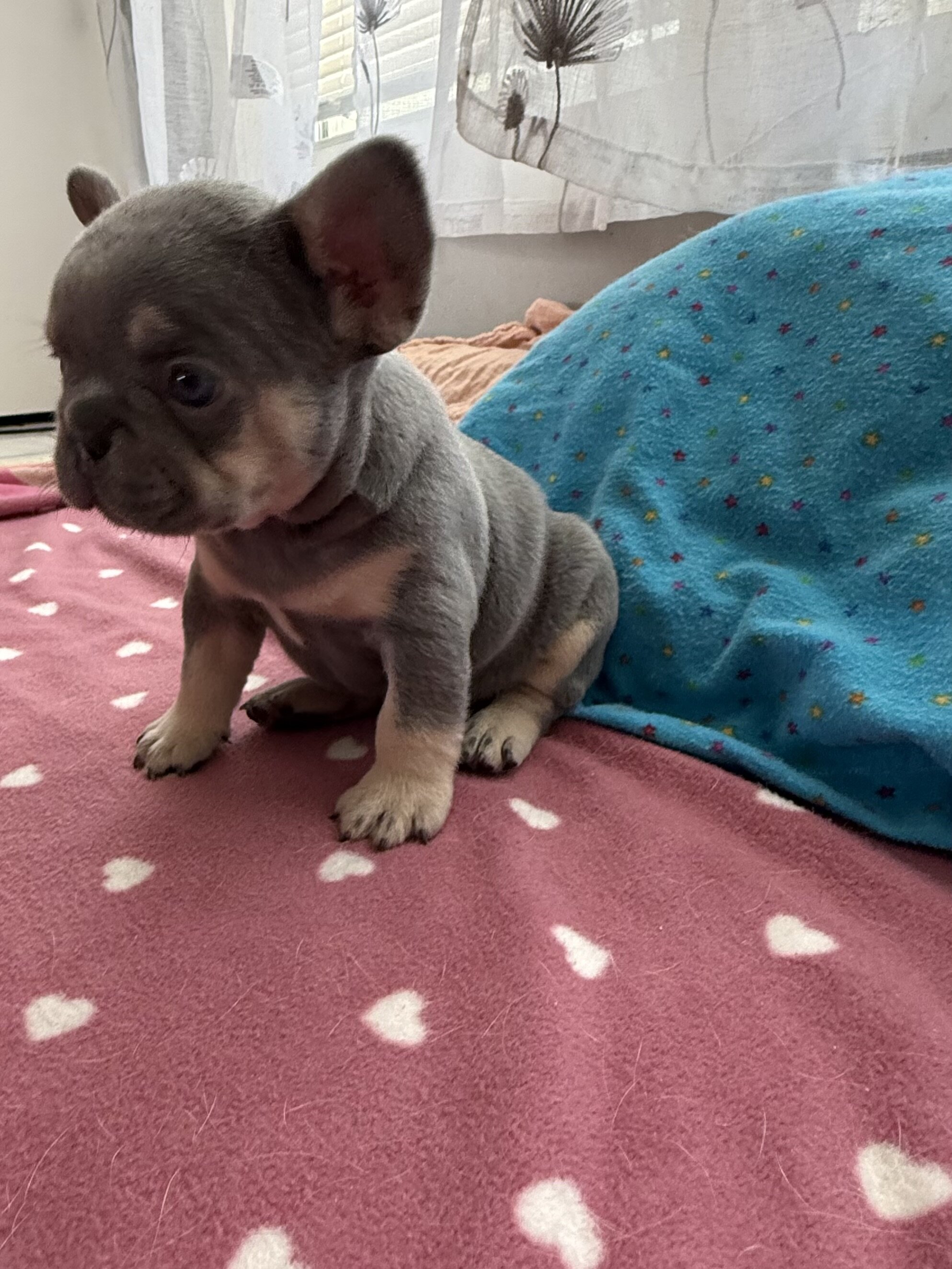 French bulldog #3 male image 4