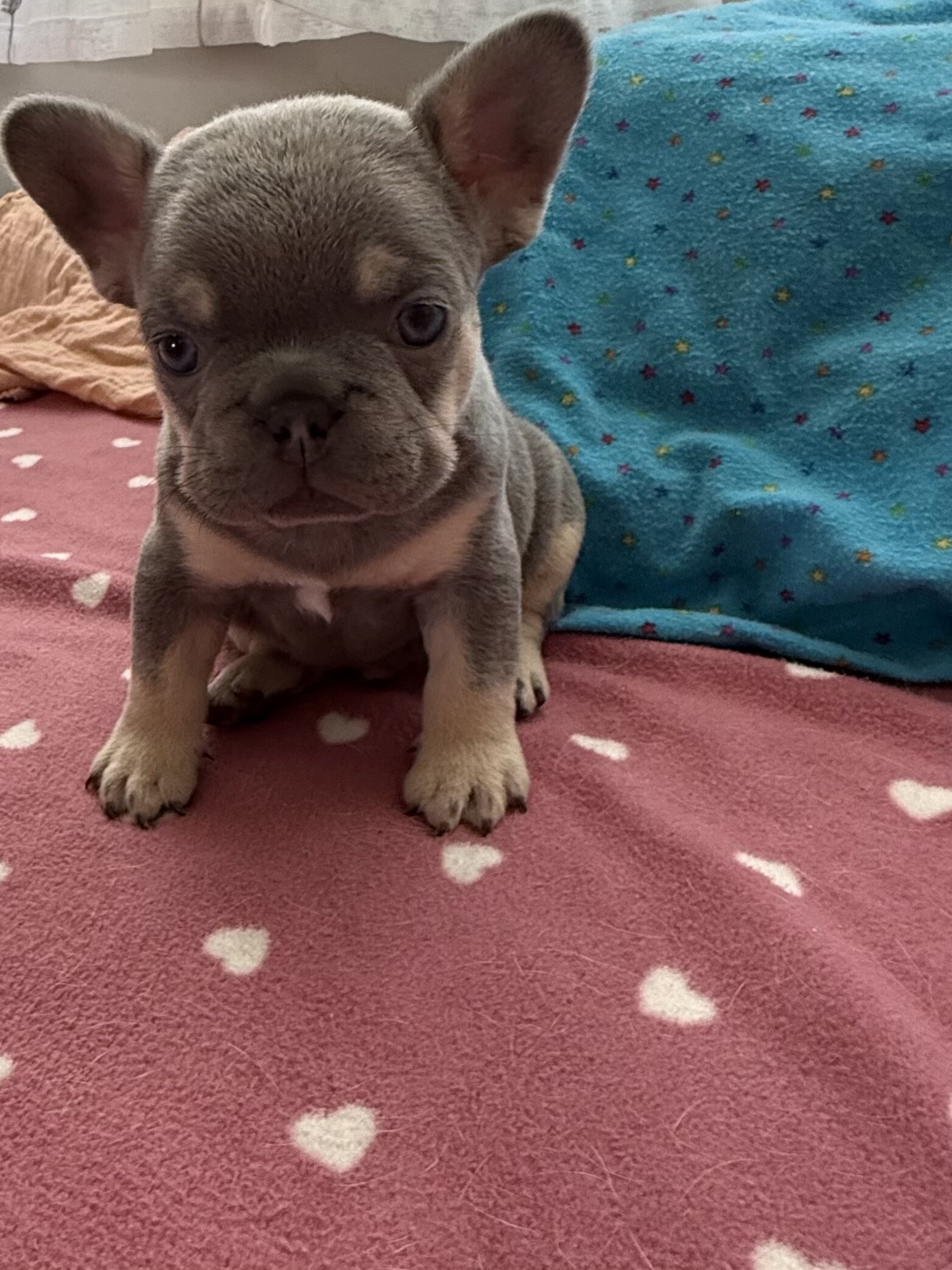 French bulldog #3 male image 5