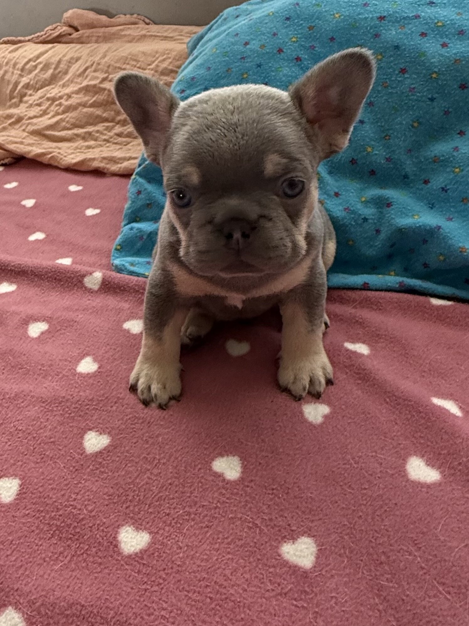 French bulldog #3 male image 6