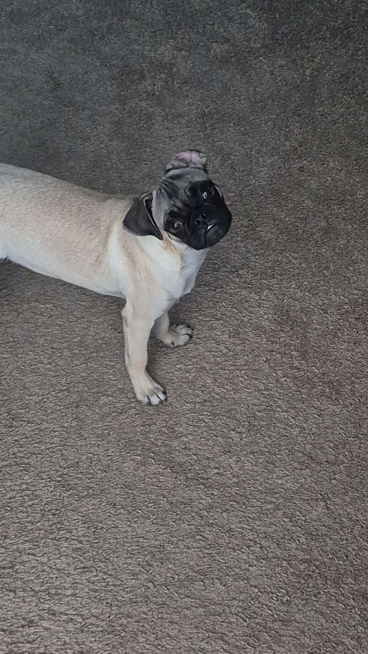Pug puppy image 3