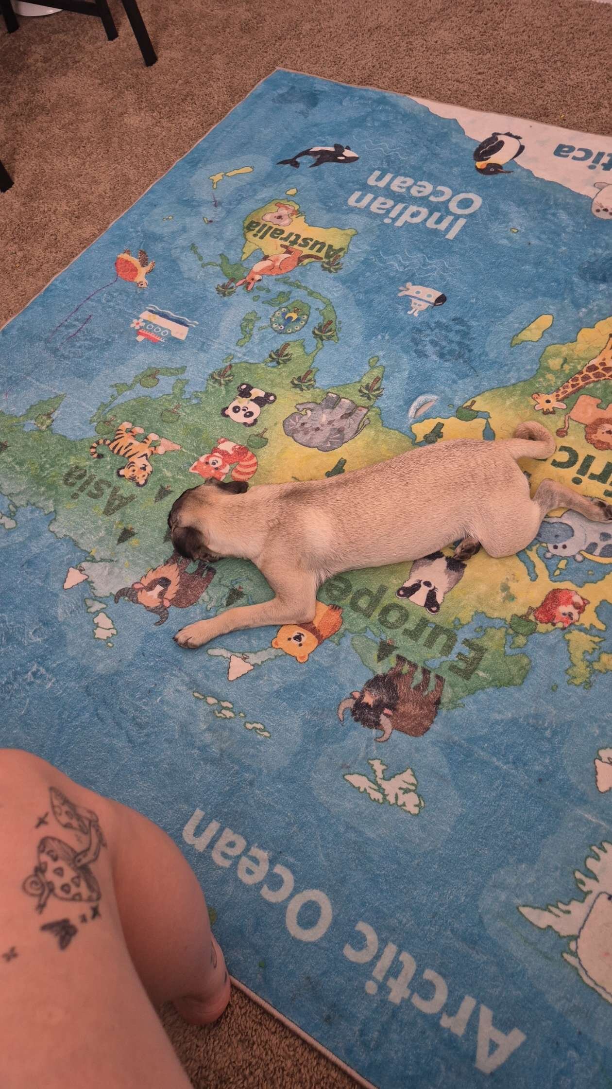 Pug puppy image 2