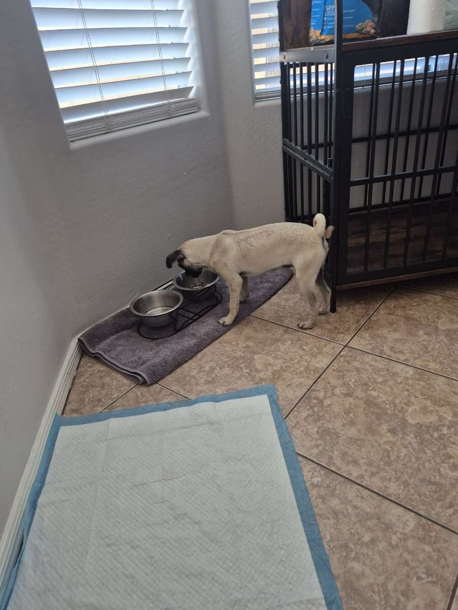 Pug puppy image 1
