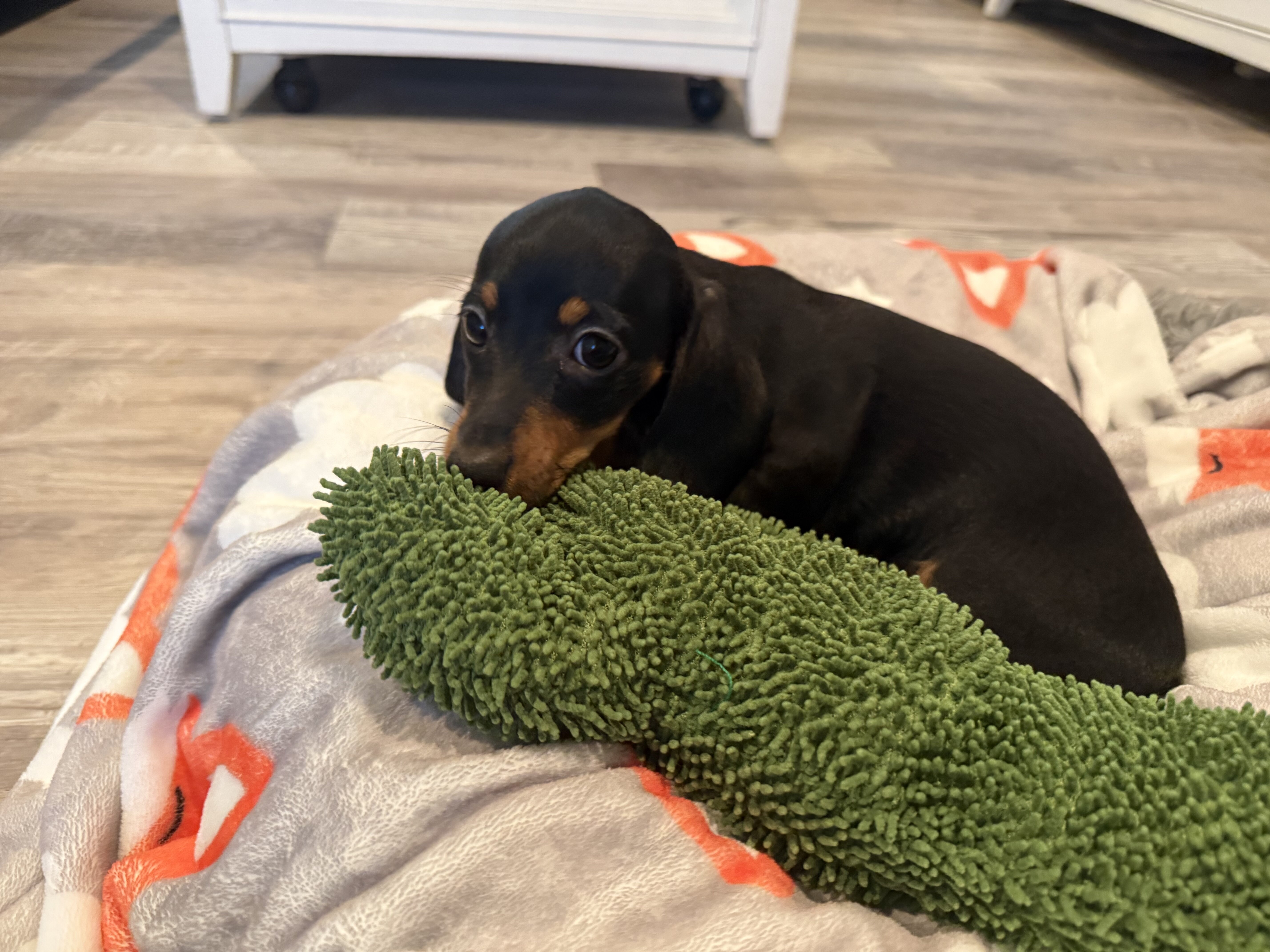 Miniature Dachshund Puppy image 1