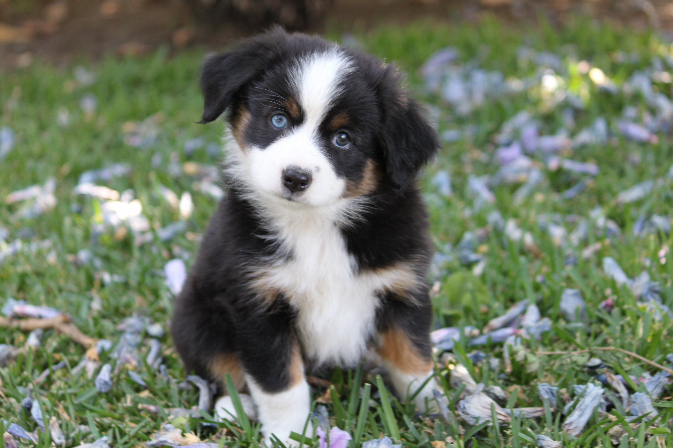 Miniature Australian Shepard image 1