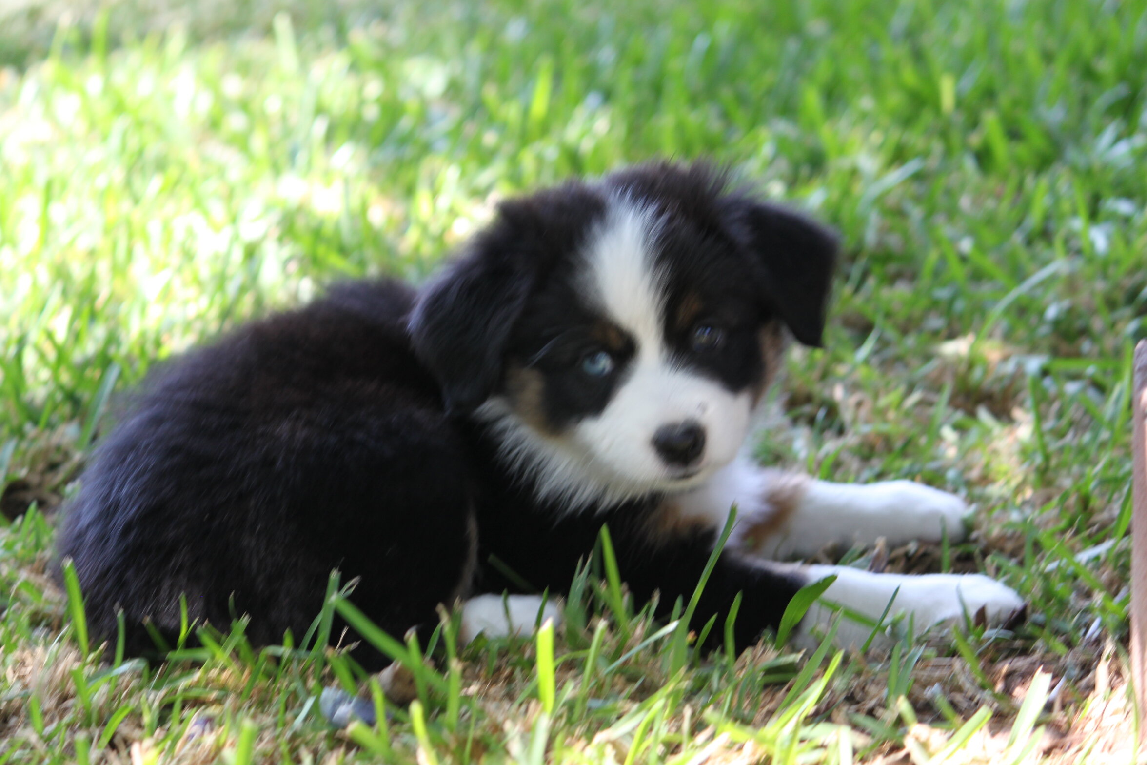 Miniature Australian Shepard image 2