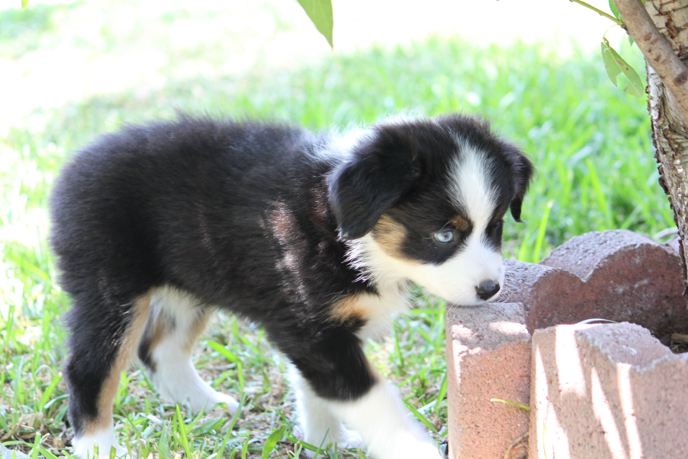 Miniature Australian Shepard image 3