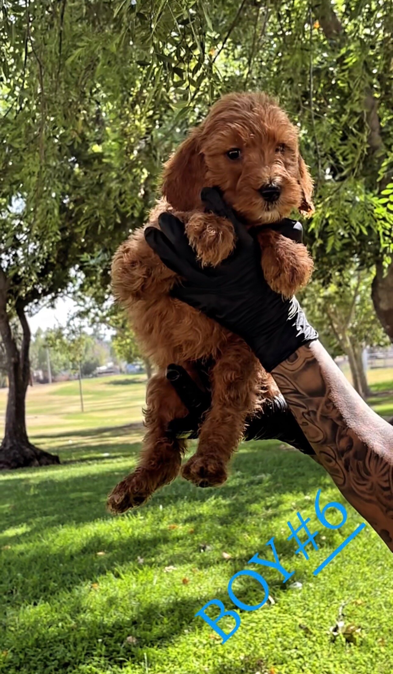 Goldendoddle Puppies image 1