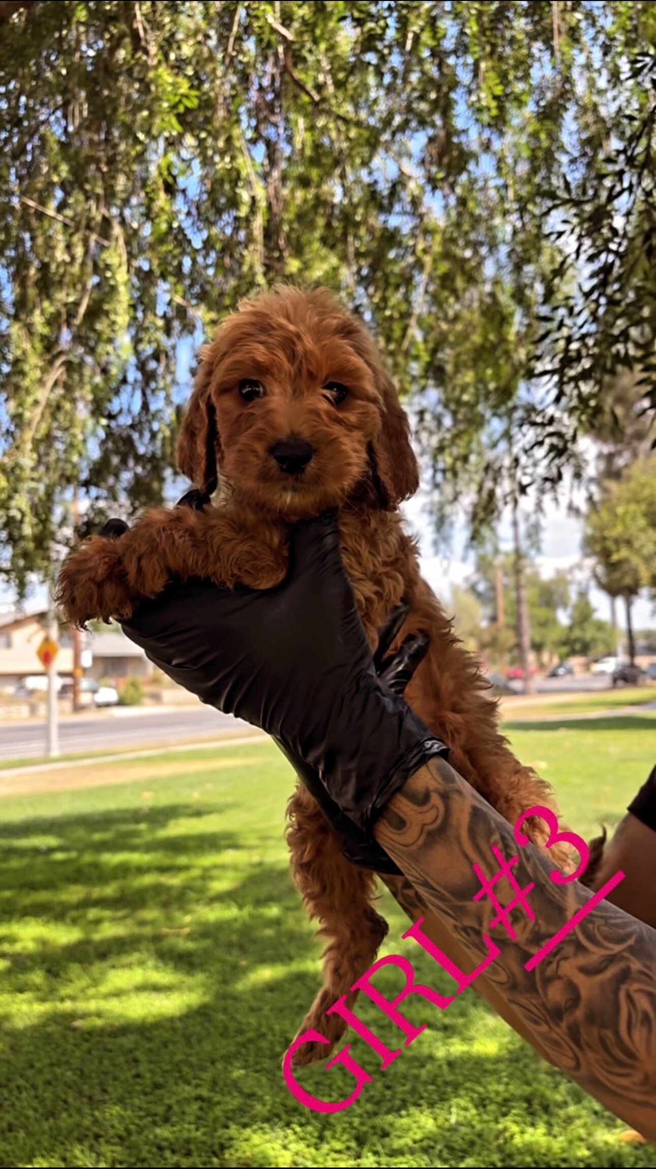 Goldendoddle Puppies image 2