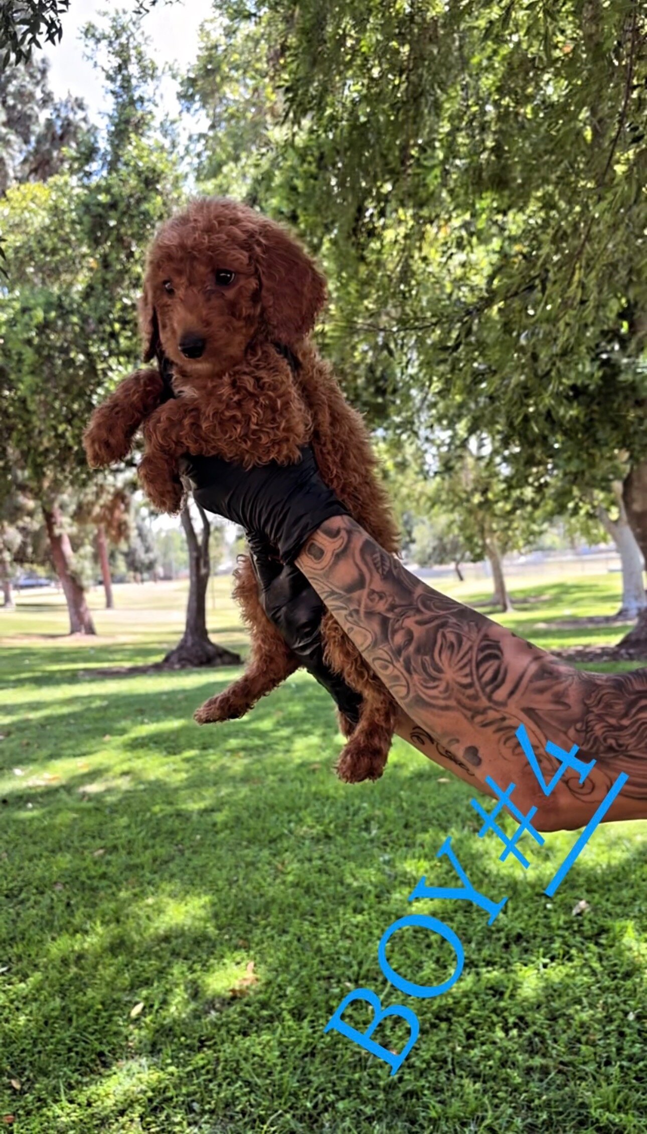 Goldendoddle Puppies image 3
