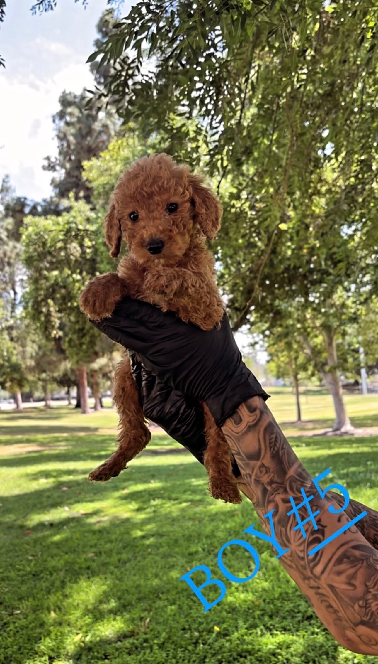 Goldendoddle Puppies image 4