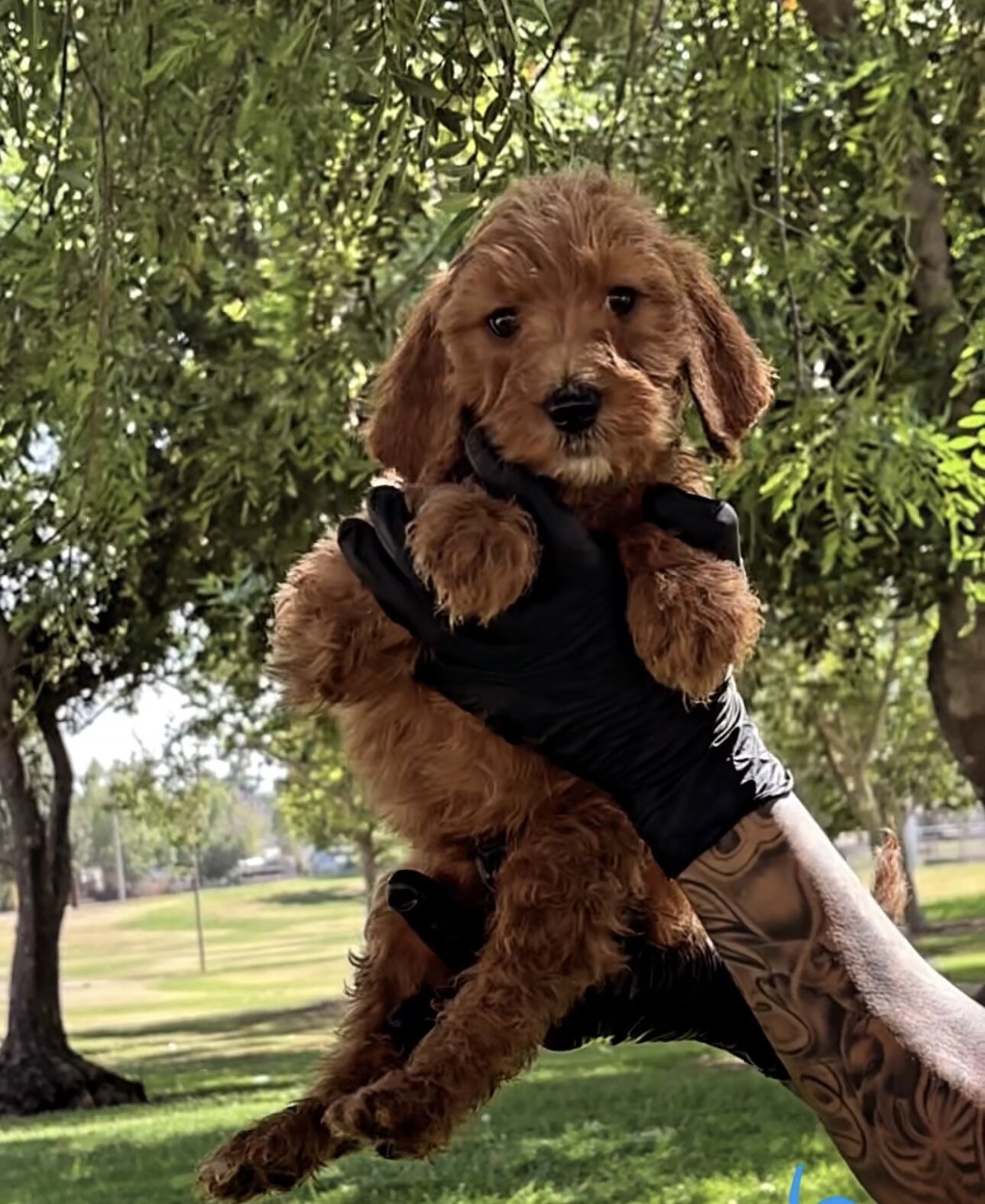 Goldendoddle Puppies image 5