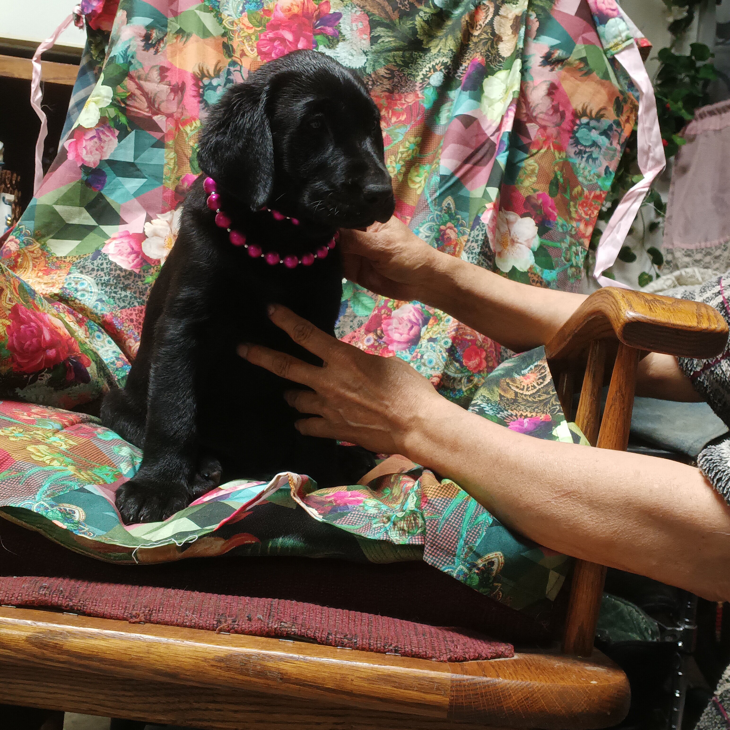 AKC Labrador Retriever puppies. image 5
