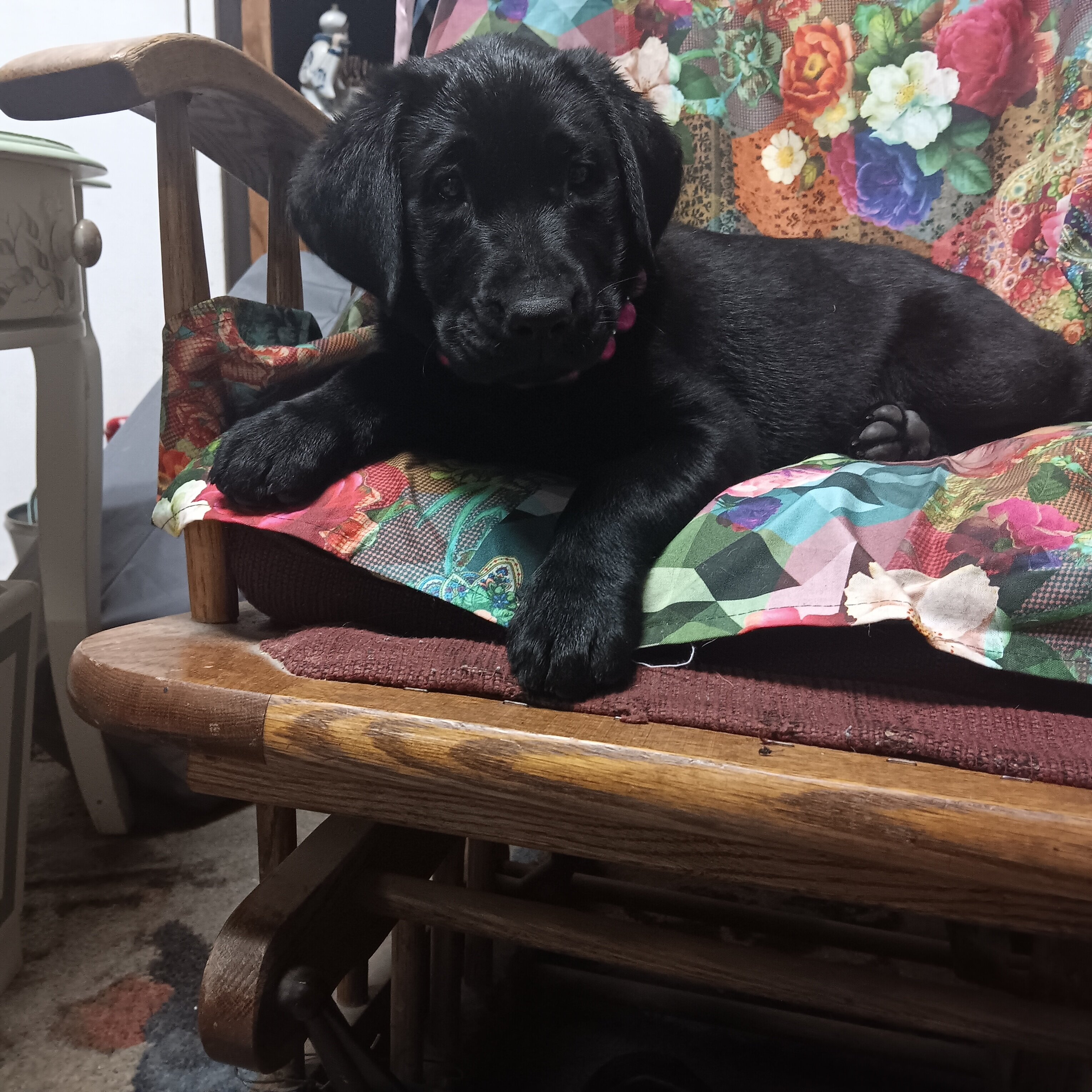 AKC Labrador Retriever puppies. image 3