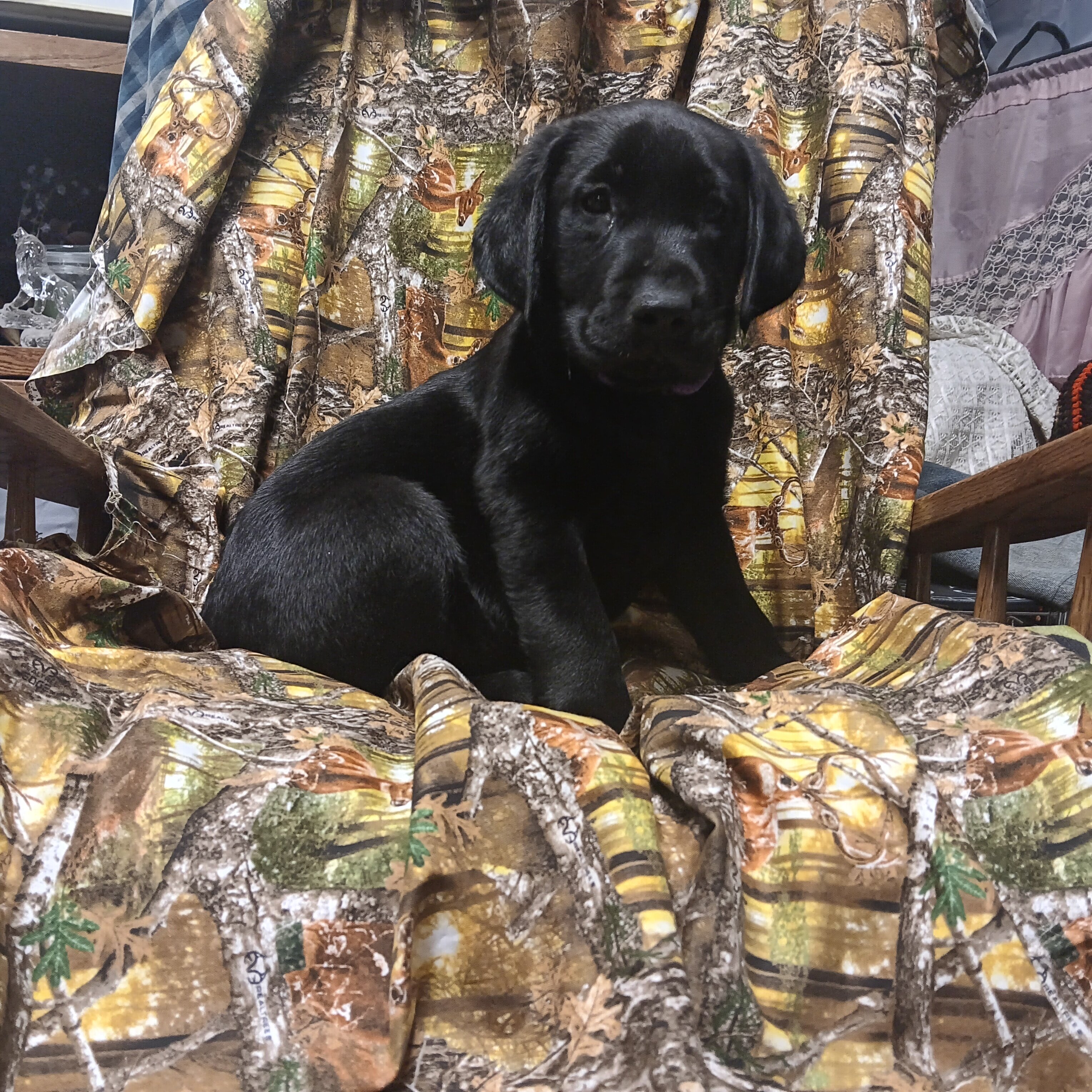AKC Labrador Retriever puppies. image 2