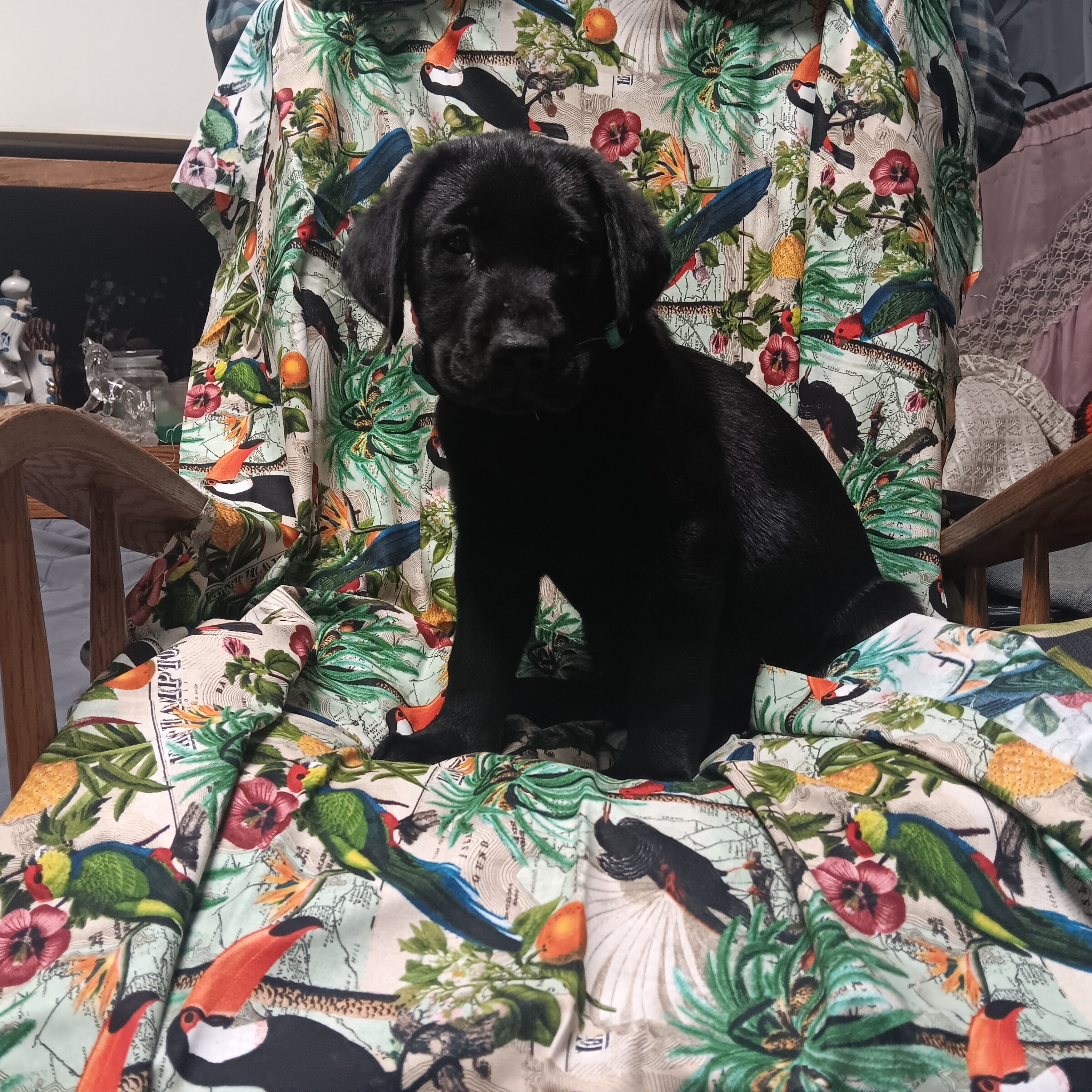AKC Labrador Retriever puppies. image 1