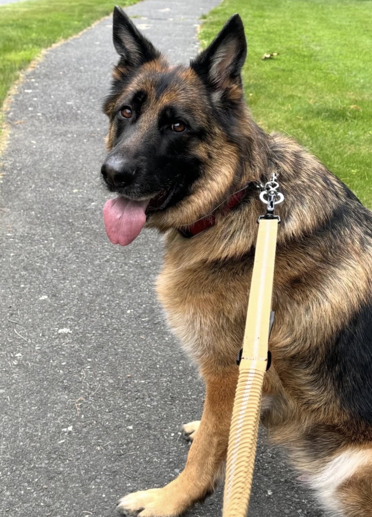 Iresistible German Shepherd Puppies image 3