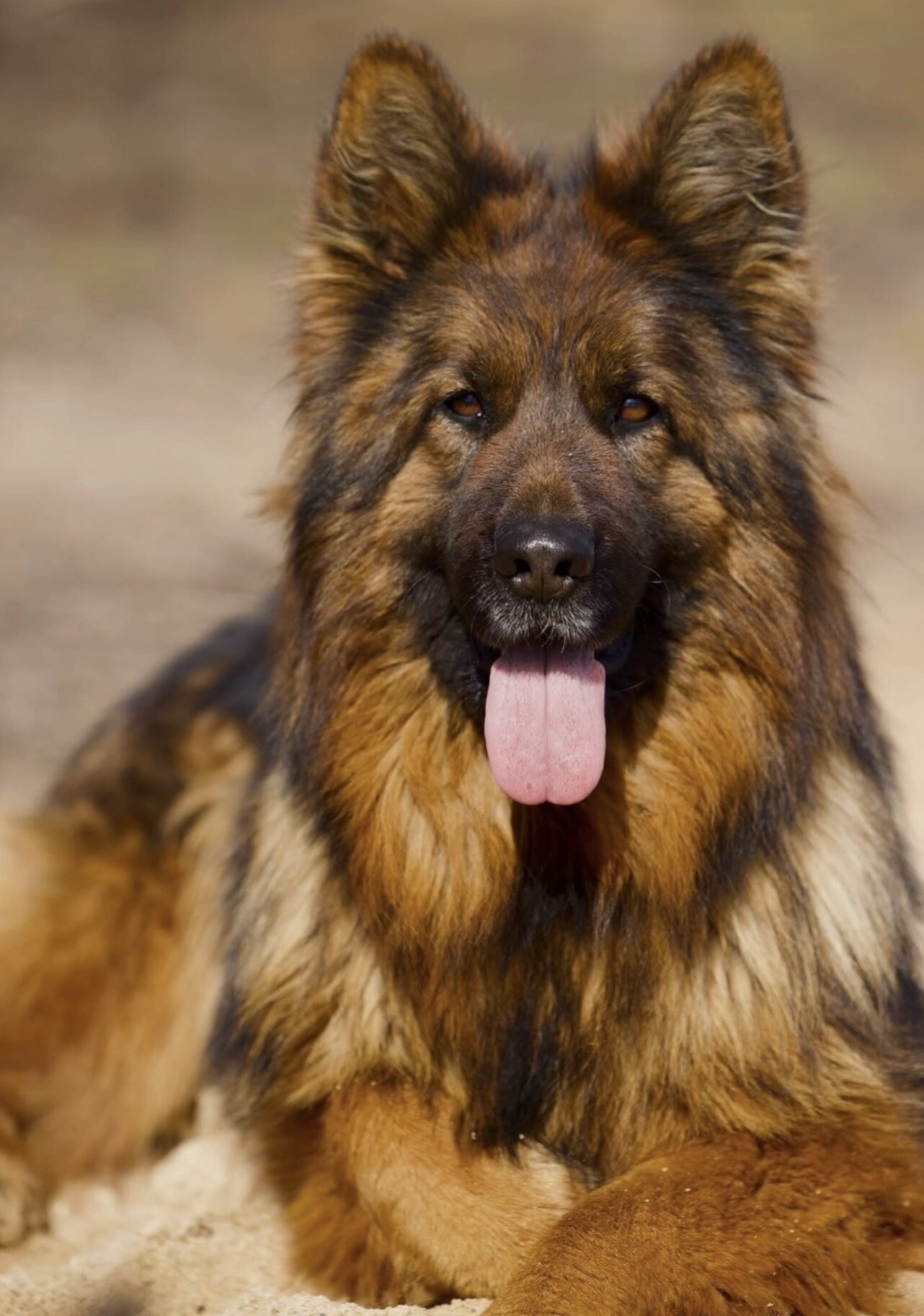Iresistible German Shepherd Puppies image 4