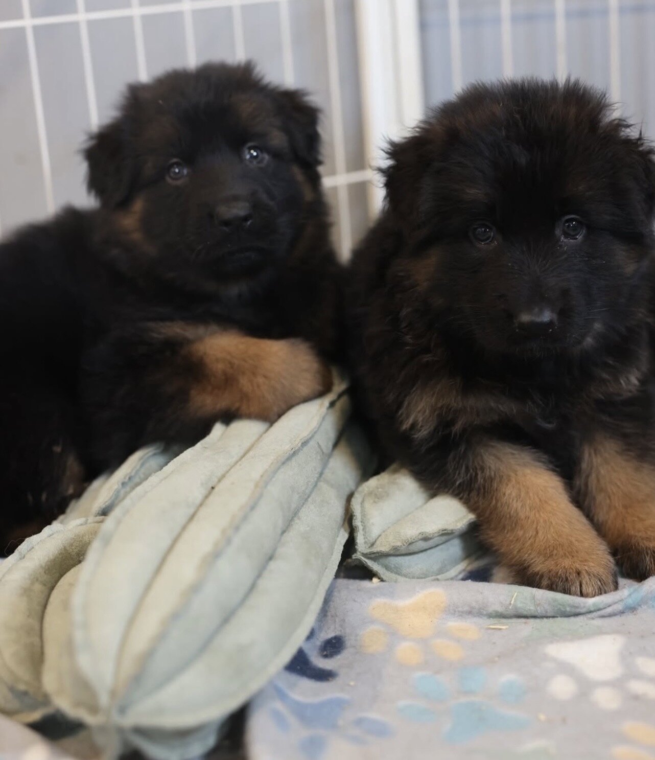 Iresistible German Shepherd Puppies image 2