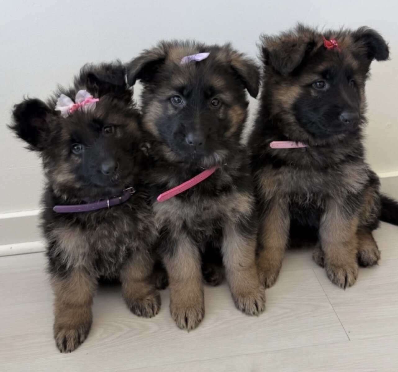 Iresistible German Shepherd Puppies image 1