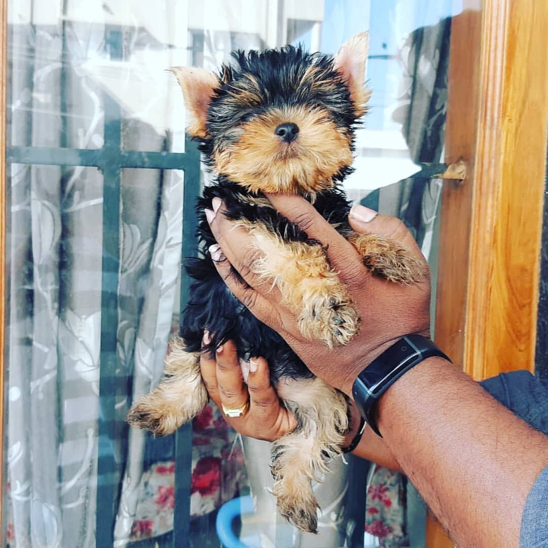 Adorable Yorkie puppy image 2