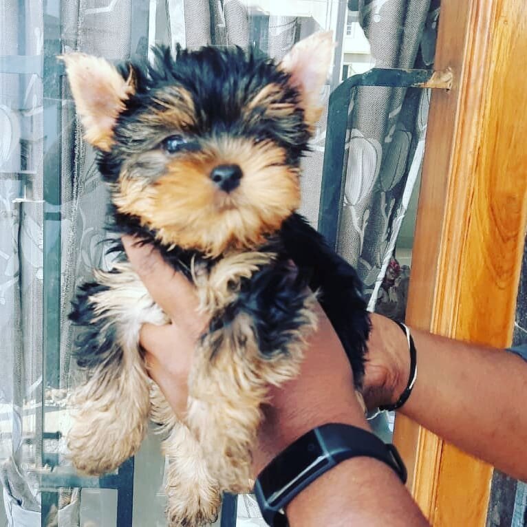 Adorable Yorkie puppy image 1