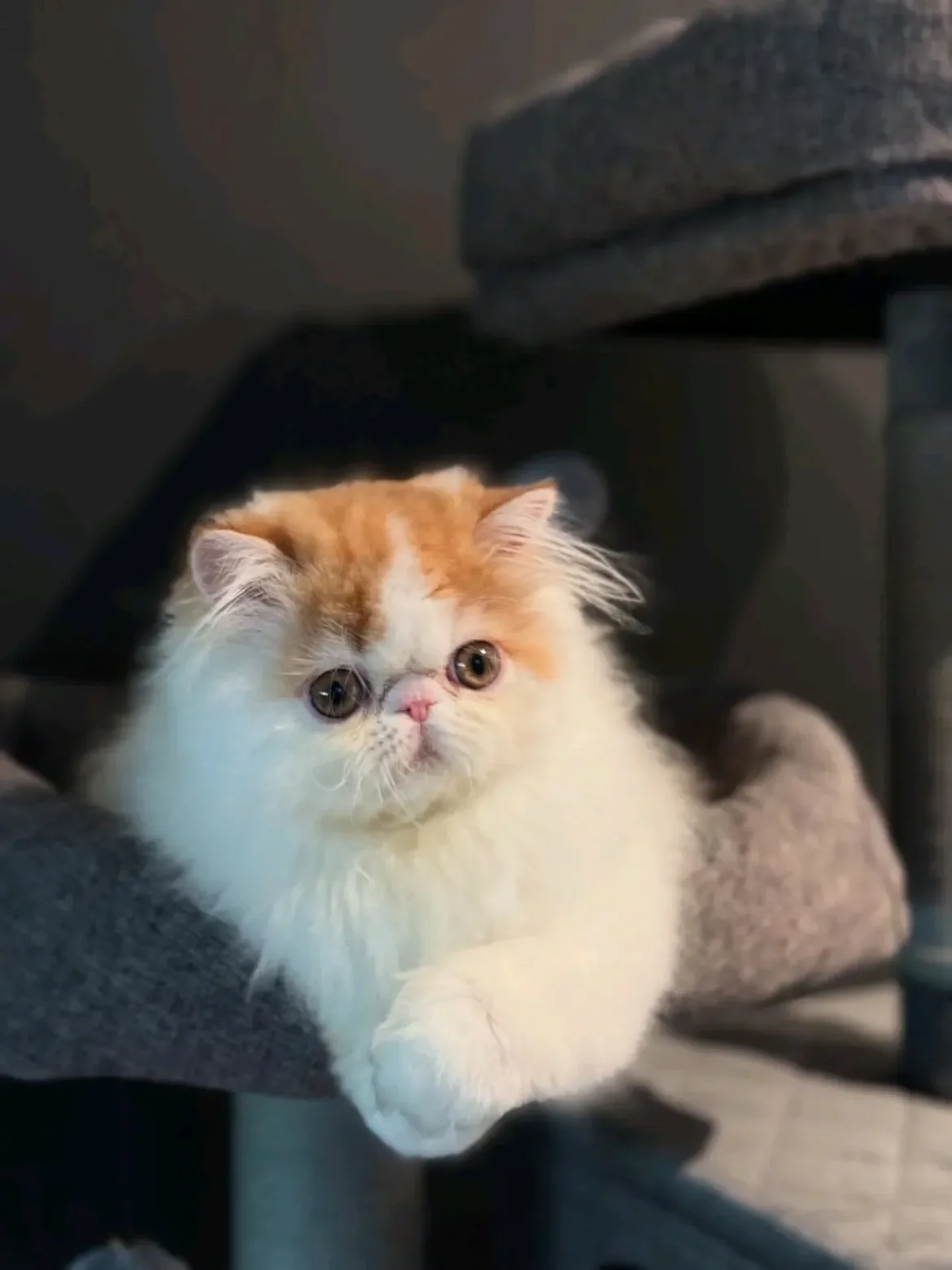 Healthy Persian Kitty For Sale image 1