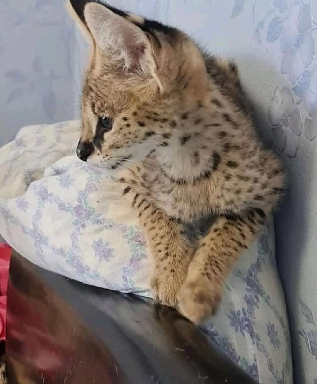Adorable Savannah Serval Kitty image 1