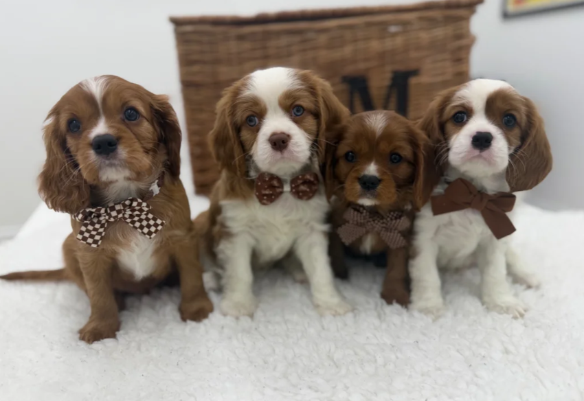 Health Tested Cavaliers charles  pups image 1