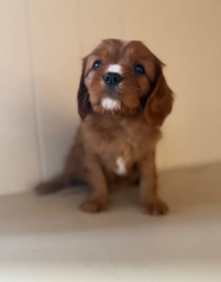 Health Tested Cavaliers charles  pups image 2