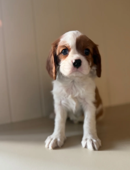 Health Tested Cavaliers charles  pups image 3