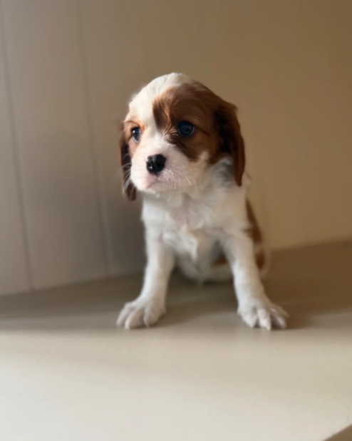 Health Tested Cavaliers charles  pups image 4