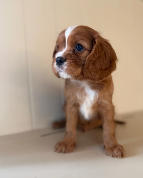 Health Tested Cavaliers charles  pups image 5