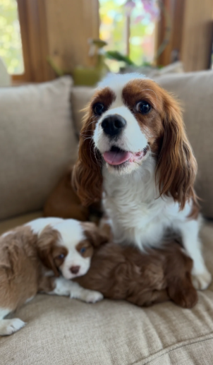 Health Tested Cavaliers charles  pups image 6
